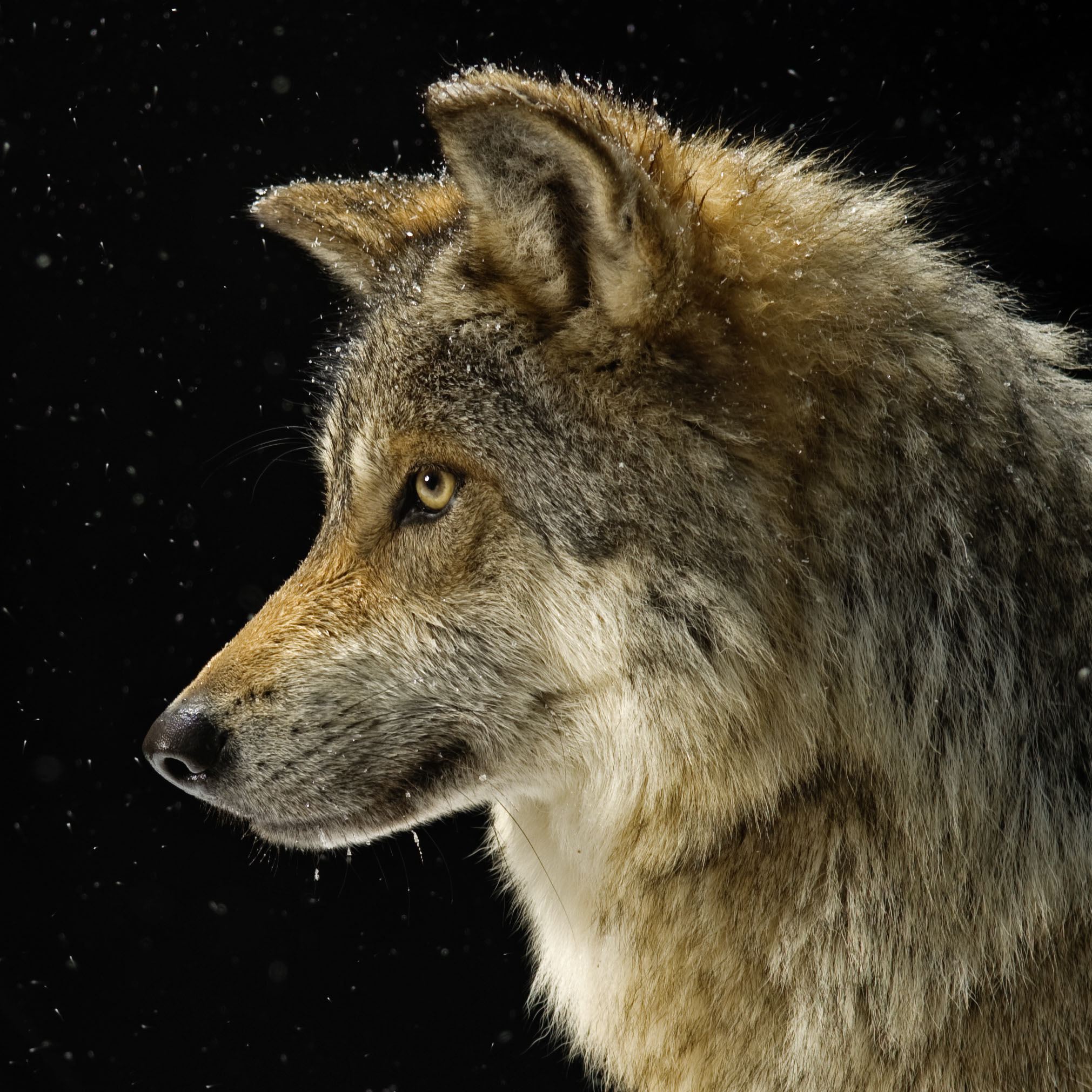 Gray Wolf | National Geographic