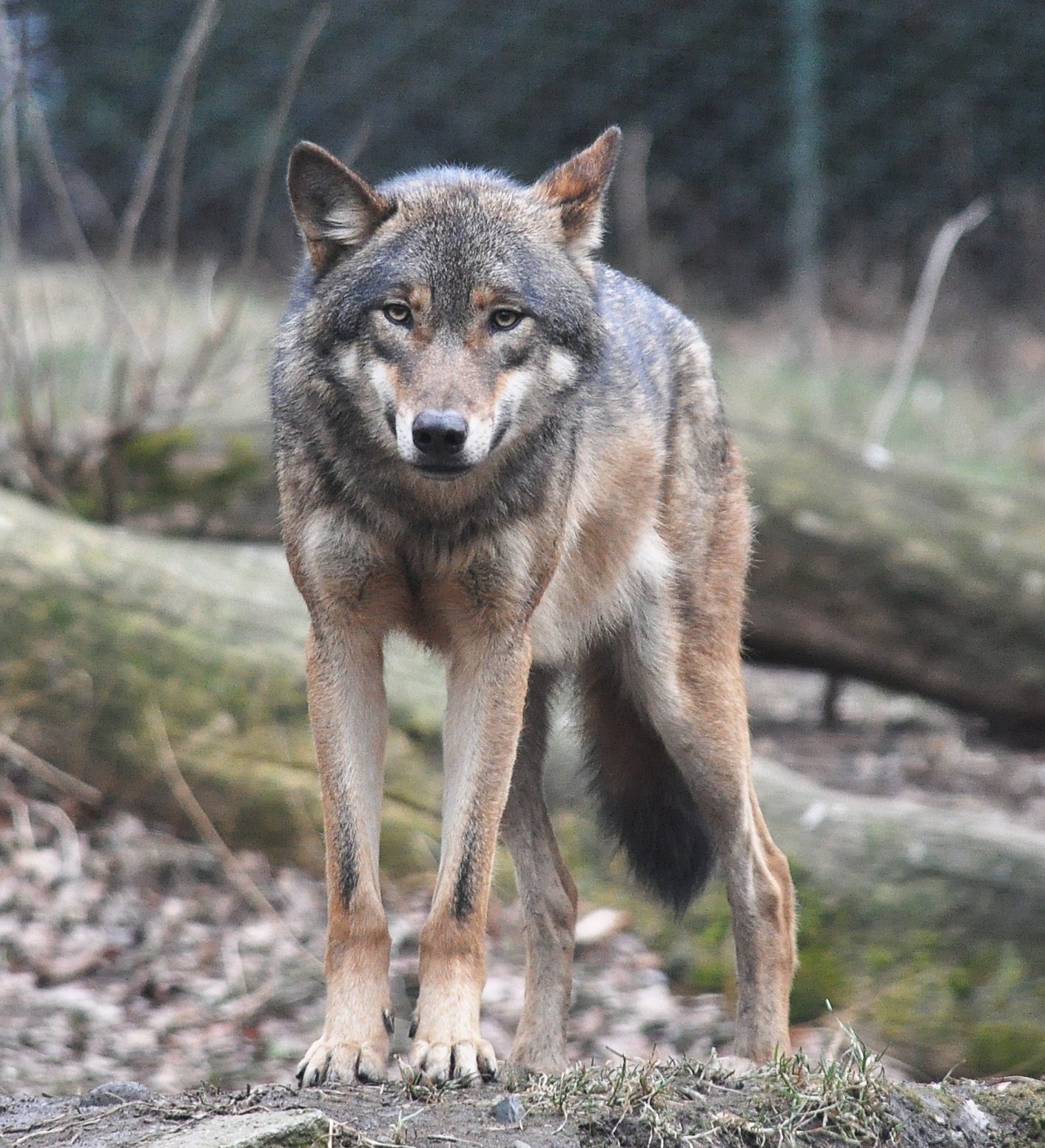 File:European grey wolf in Prague zoo.jpg - Wikimedia Commons