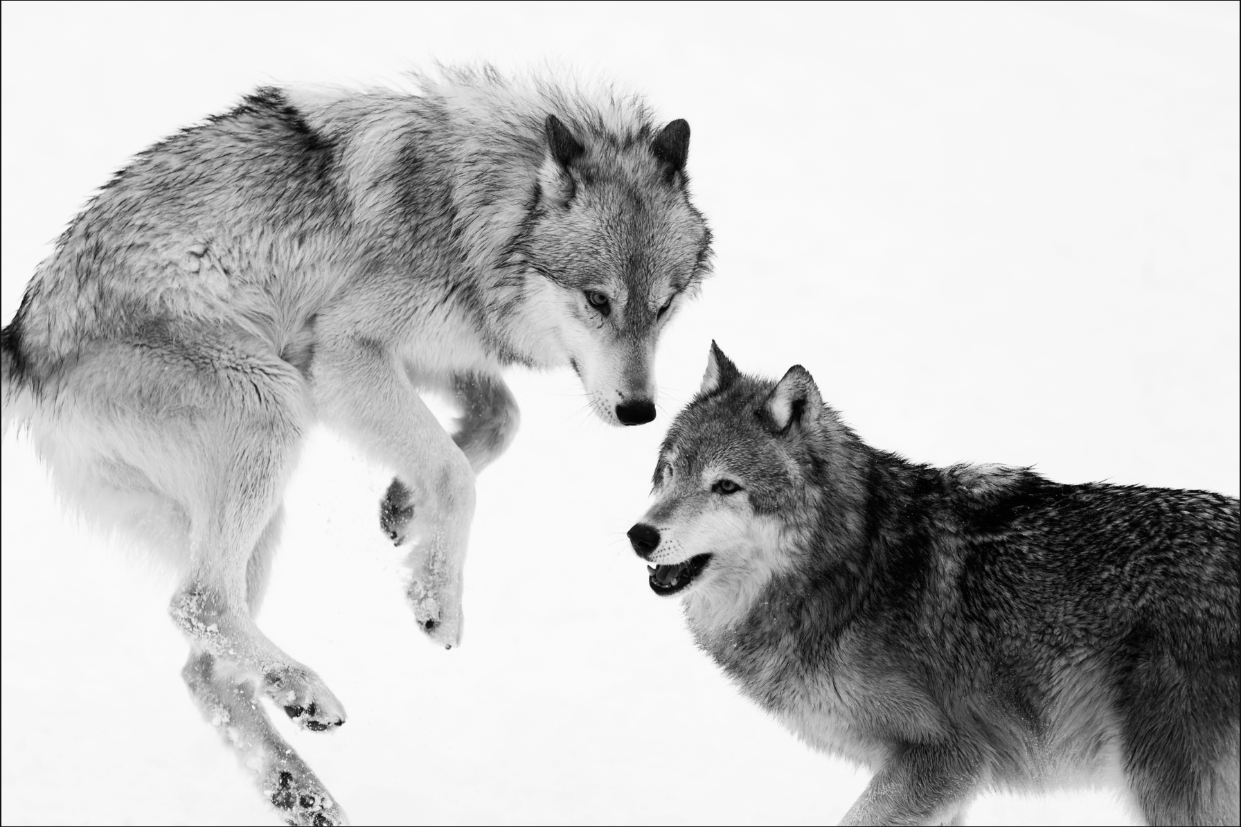 wolf & wilhelmine