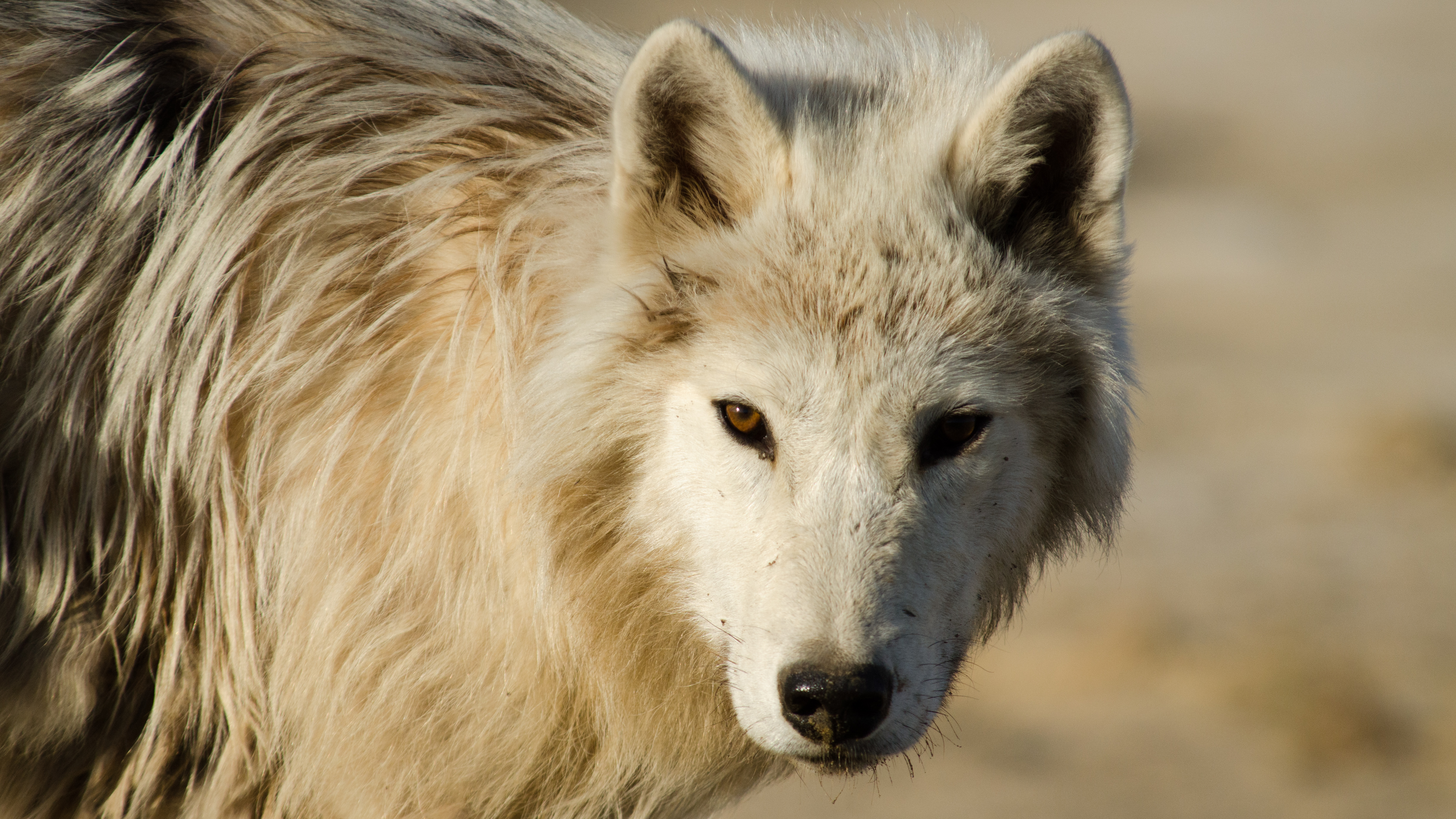 Arctic Wolf Pack | About | Nature | PBS