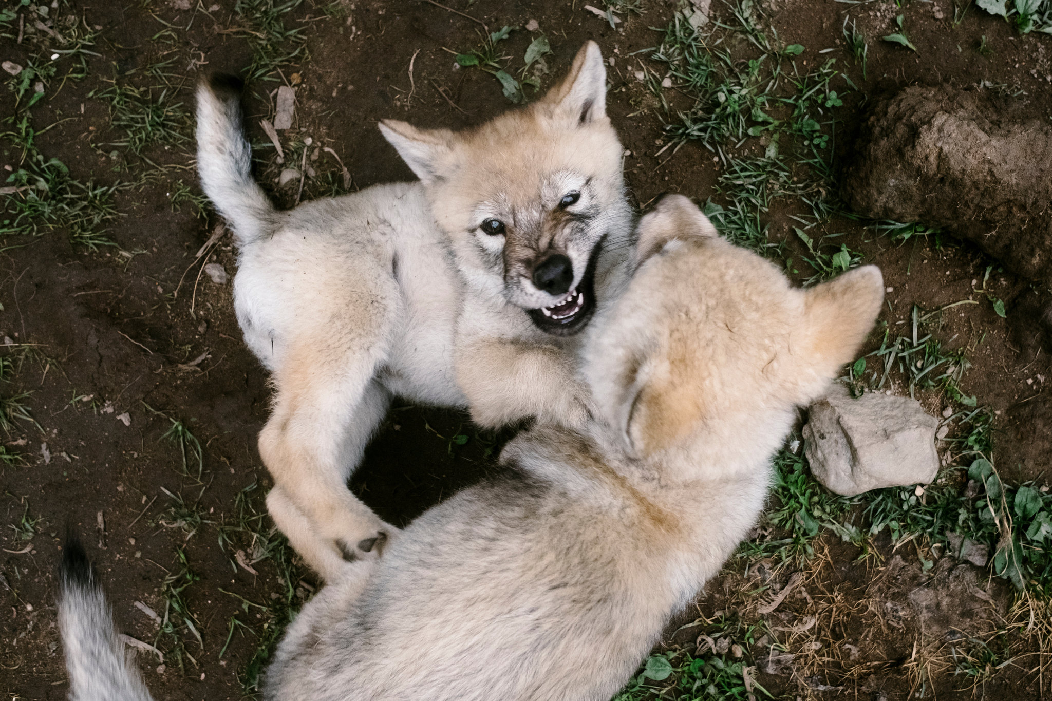 Wolf Puppies Are Adorable. Then Comes the Call of the Wild. - The ...