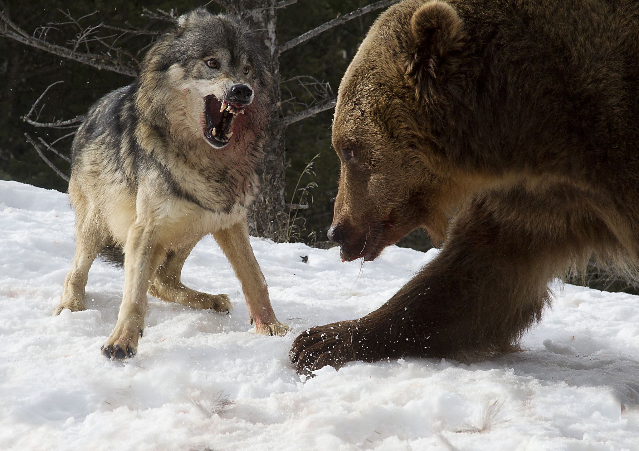 Grizzly and brave Wolf - The wolves were feeding on a deer carcass ...