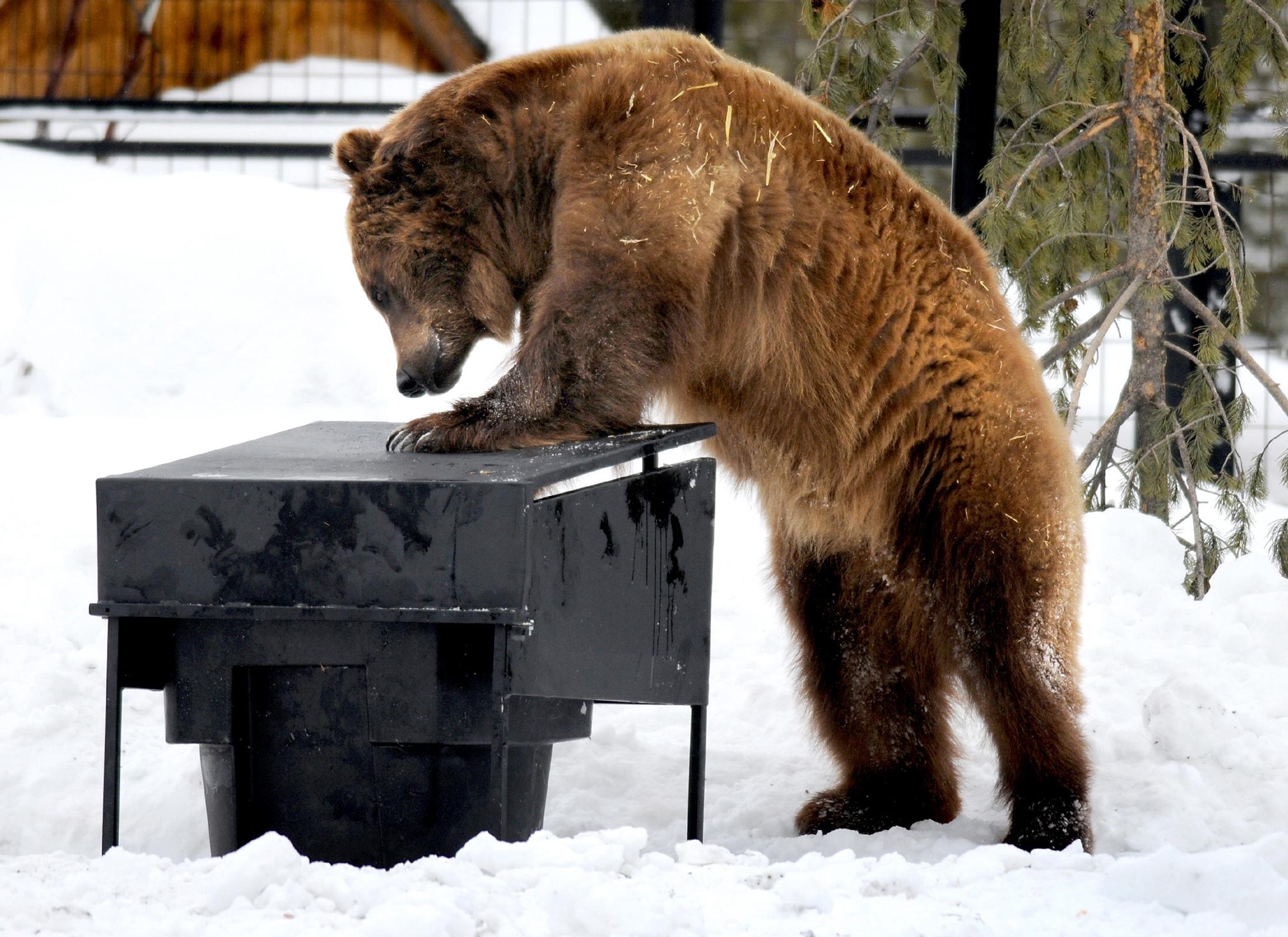 Outdoors Tech: “Bear-proof” food containers continue to evolve and ...