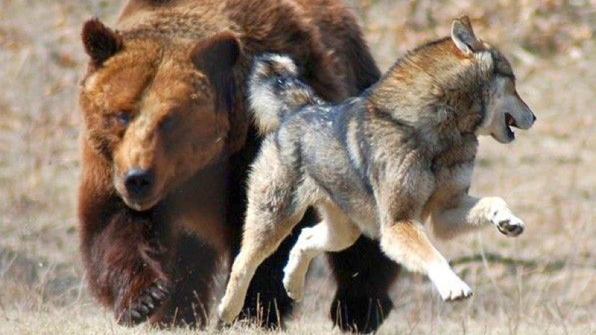 Grizzly Bears Fighting Wolves In The Wild [Full Nature Wildlife ...
