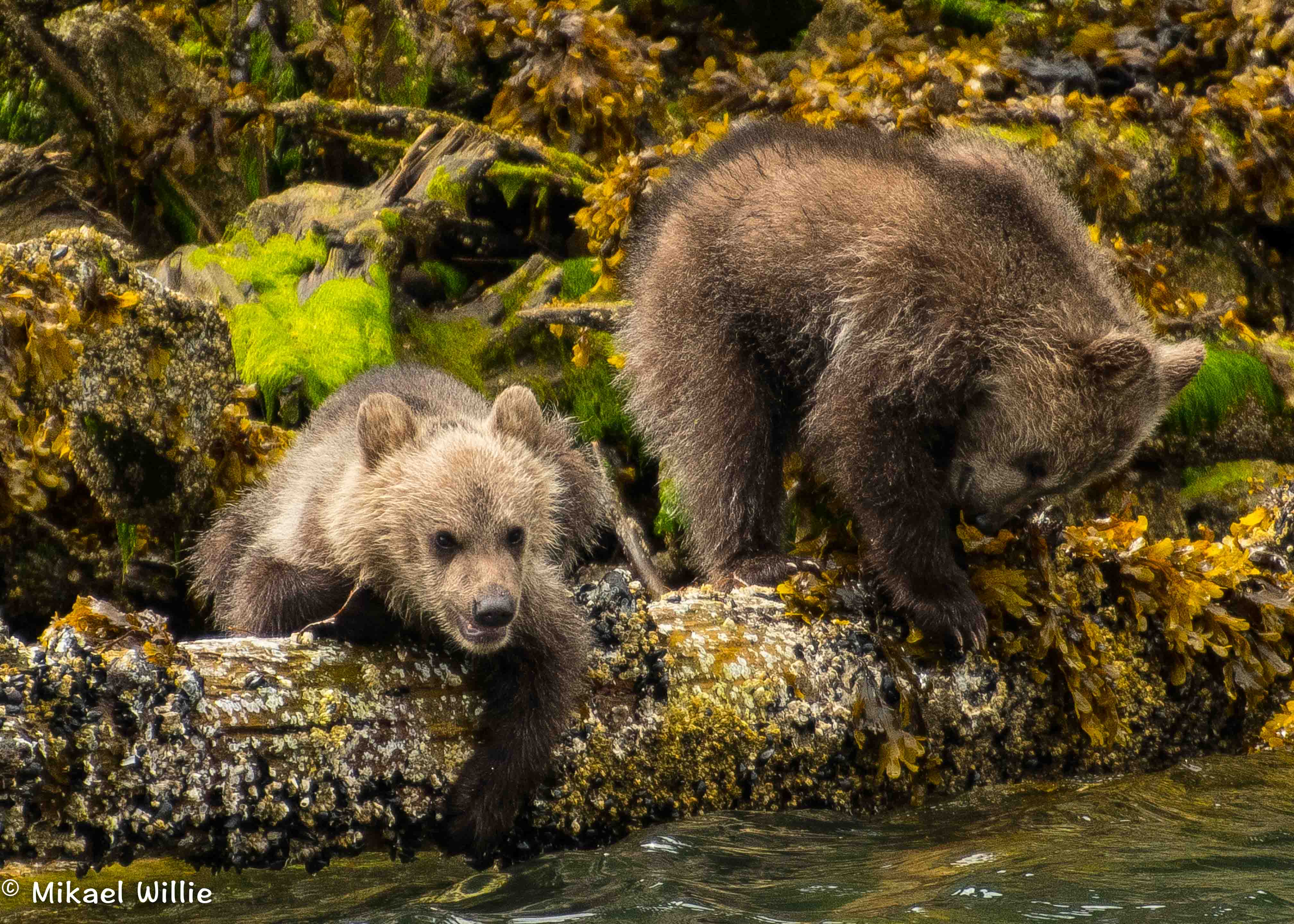 Grizzly Bears Of The Wild - Sea Wolf Adventures