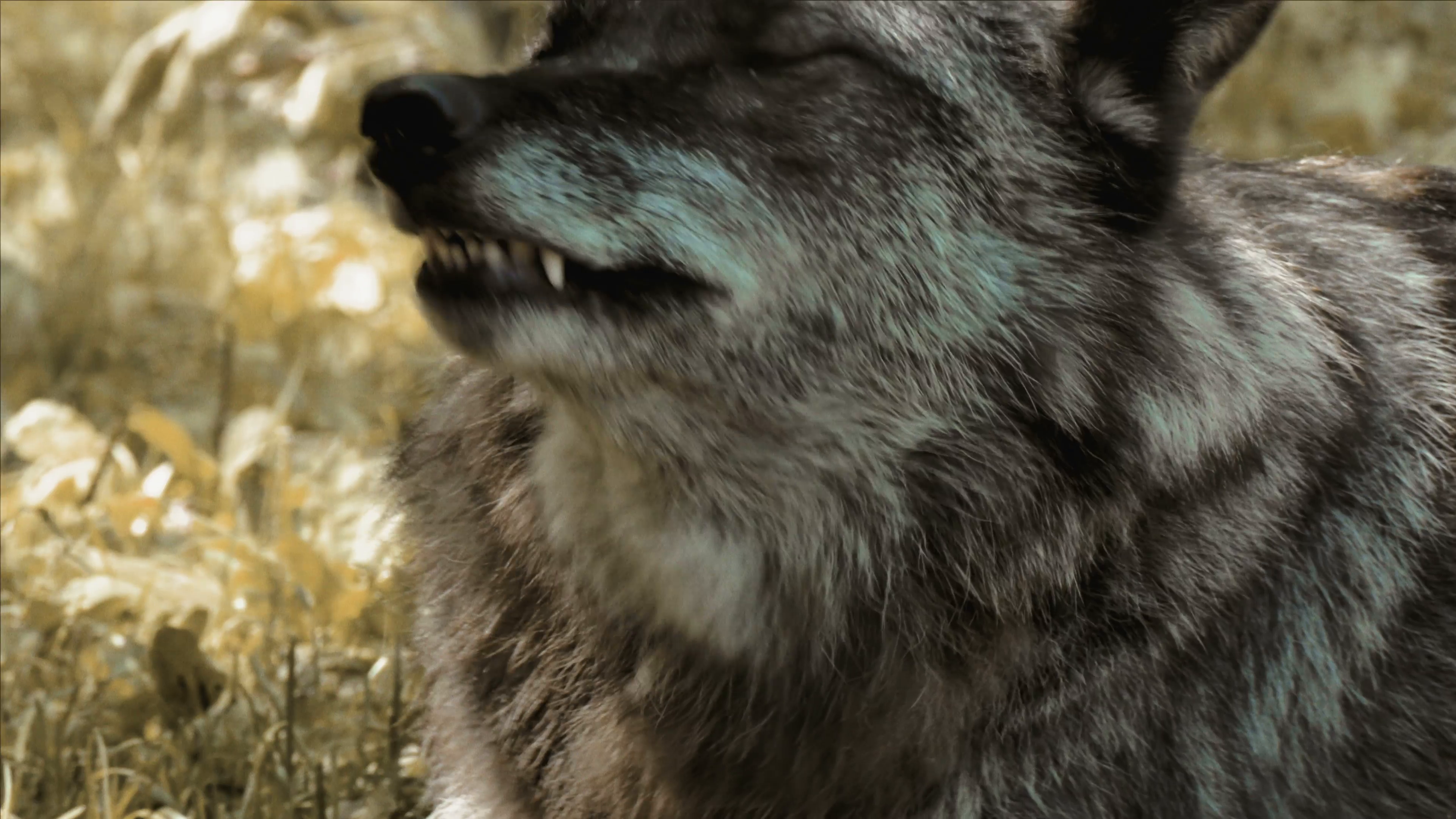 Wolf displaying teeth in closeup shot. 4k Footage. Stock Video ...