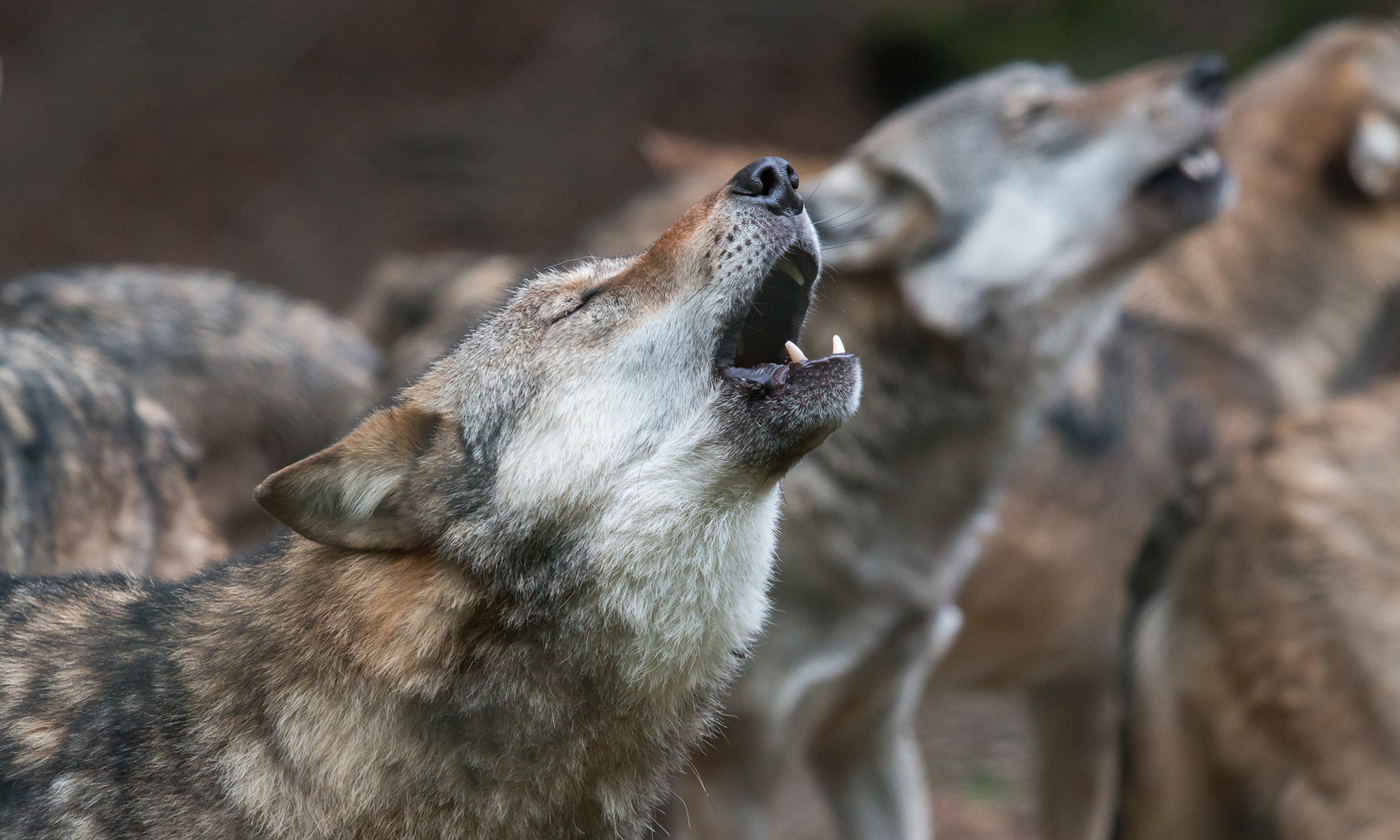 Why Wolves Howl | HowStuffWorks