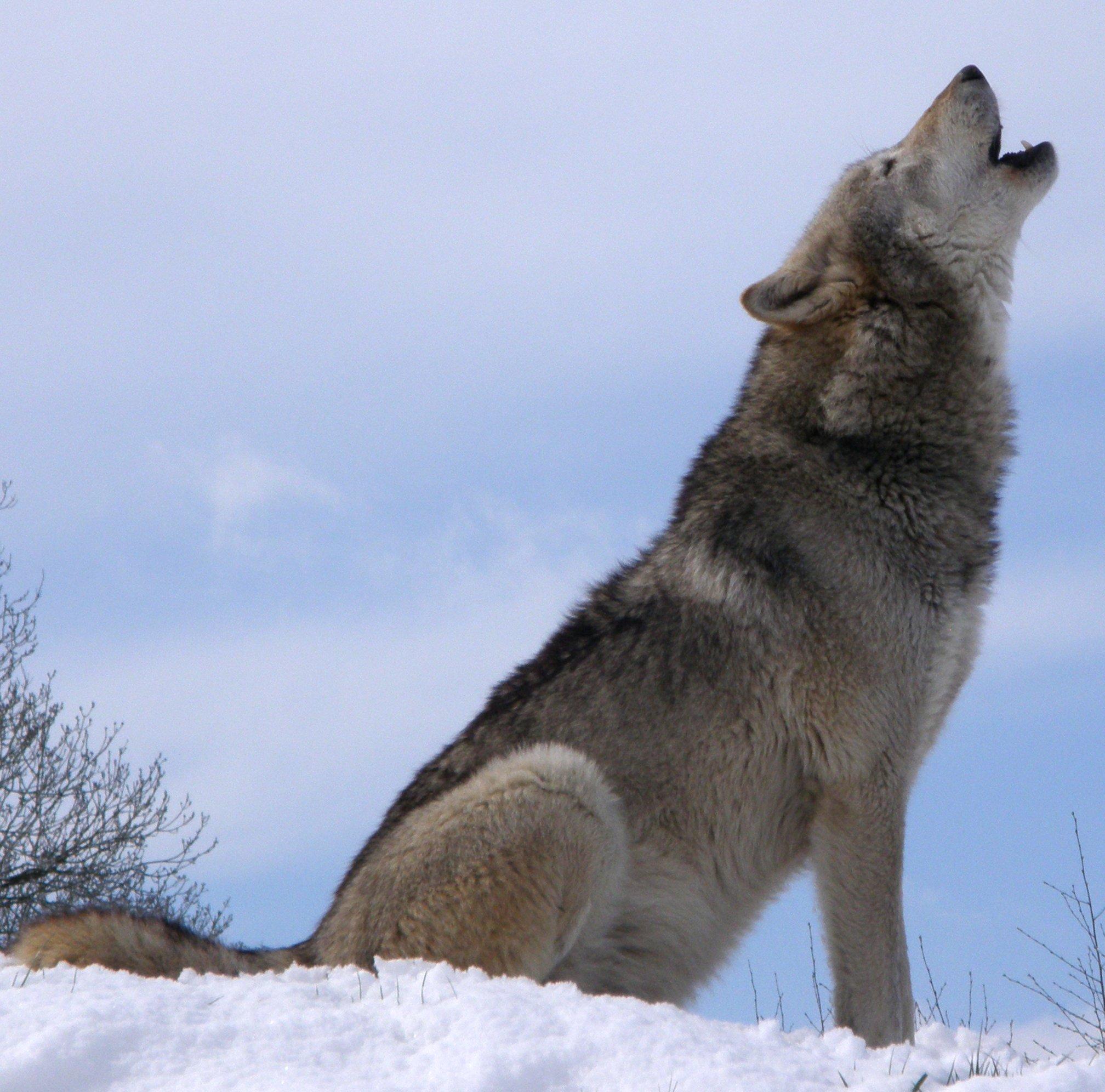 Not With A Howl But A Whimper: Wolf Calls | MTPR