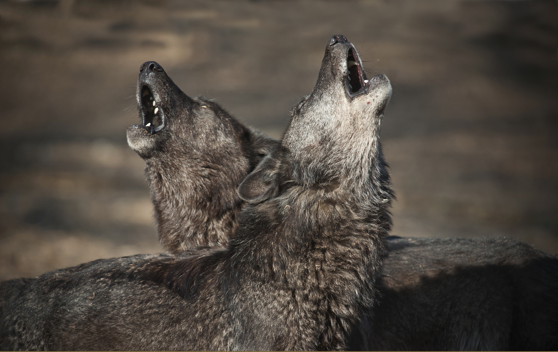howl because they care