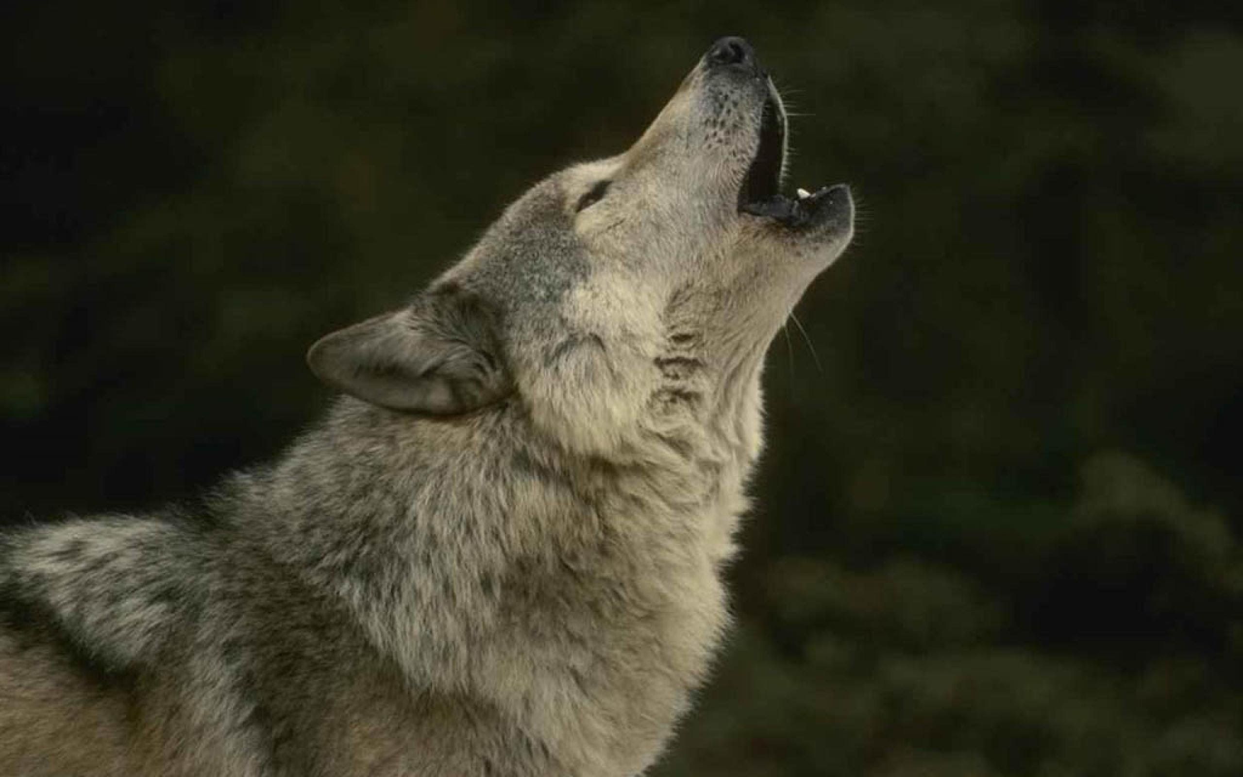 How To Write Wolf Howl - Best opinion | Good Place | Pinterest ...