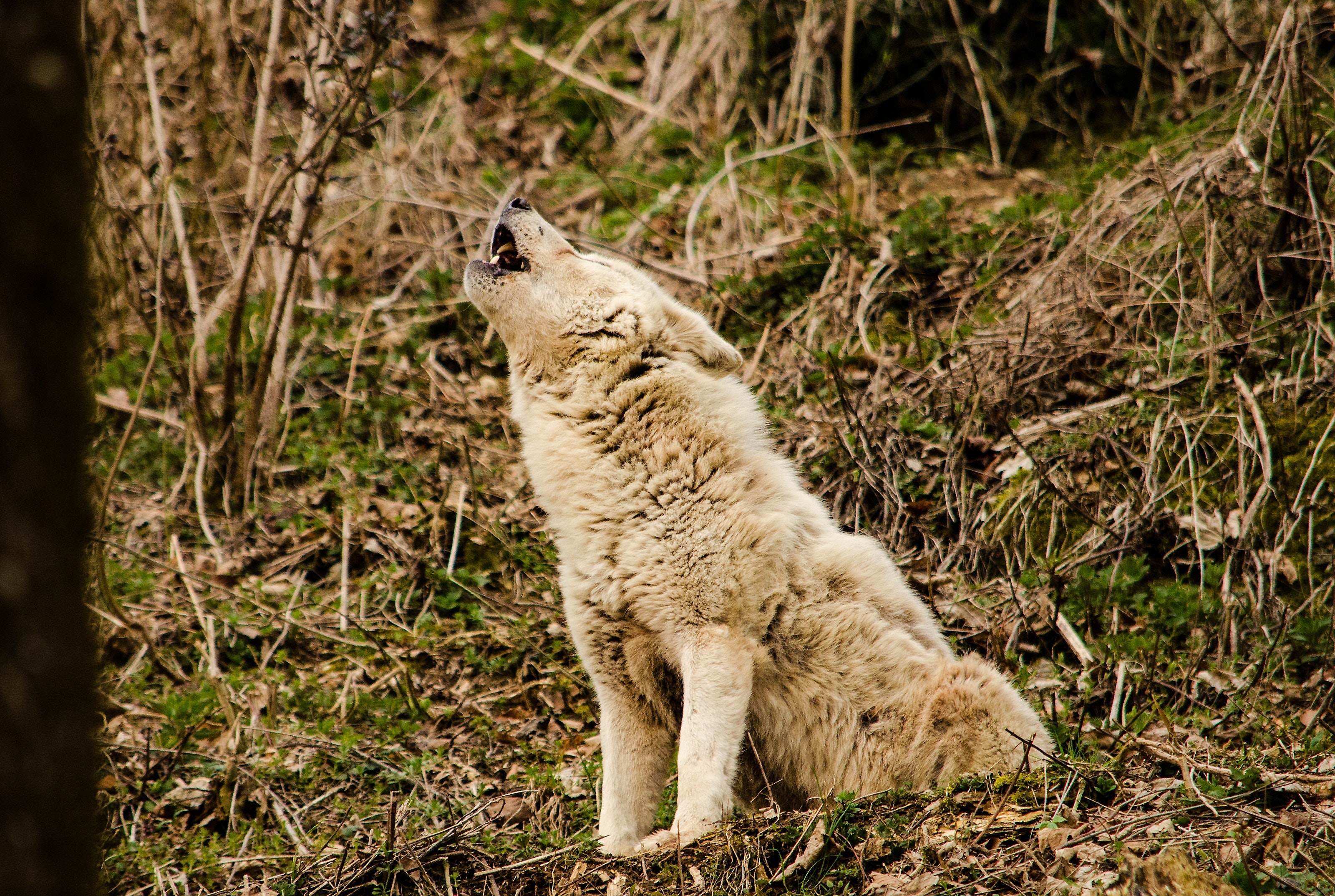 Wolf howling in the forest photo