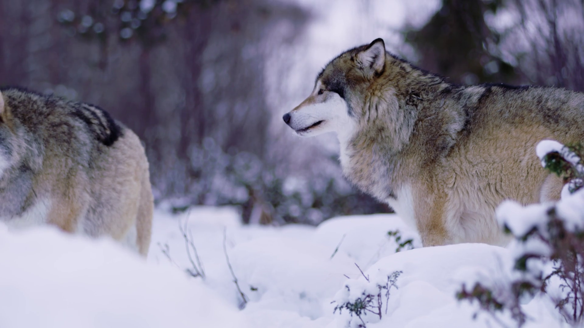 Injured wolf in pack standing in winter forest Stock Video Footage ...