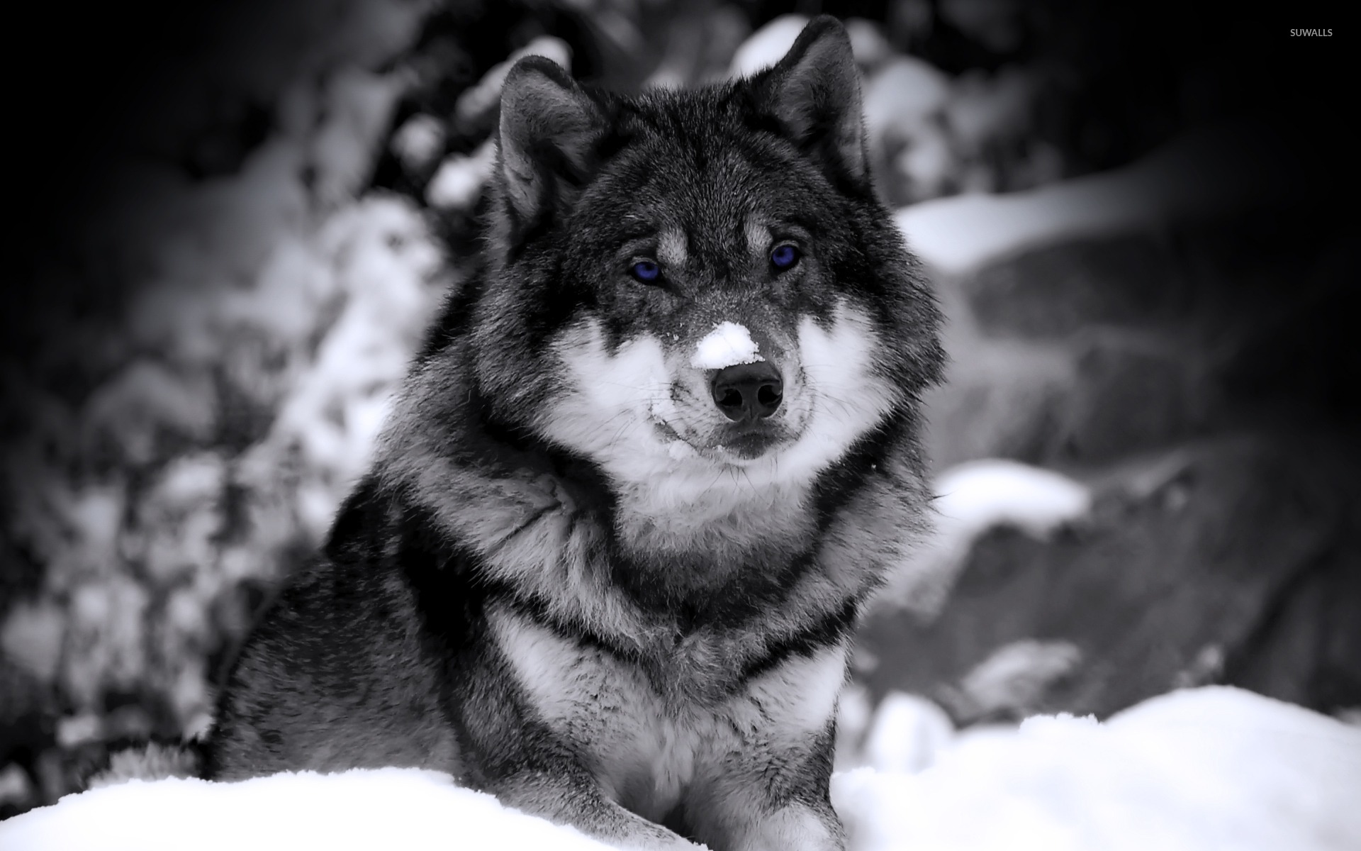 Wolf in winter photo