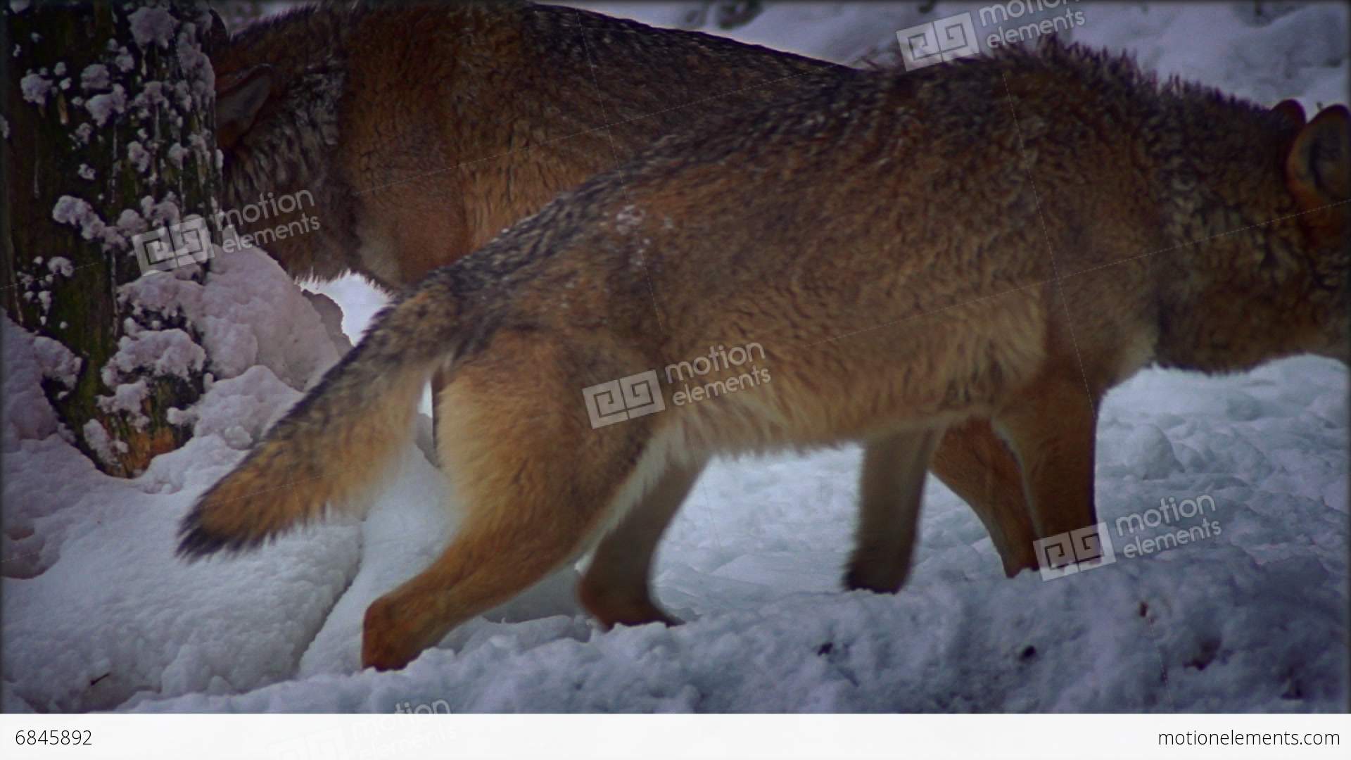 Eurasian Wolf In Winter Scenery, Real Time Stock video footage | 6845892