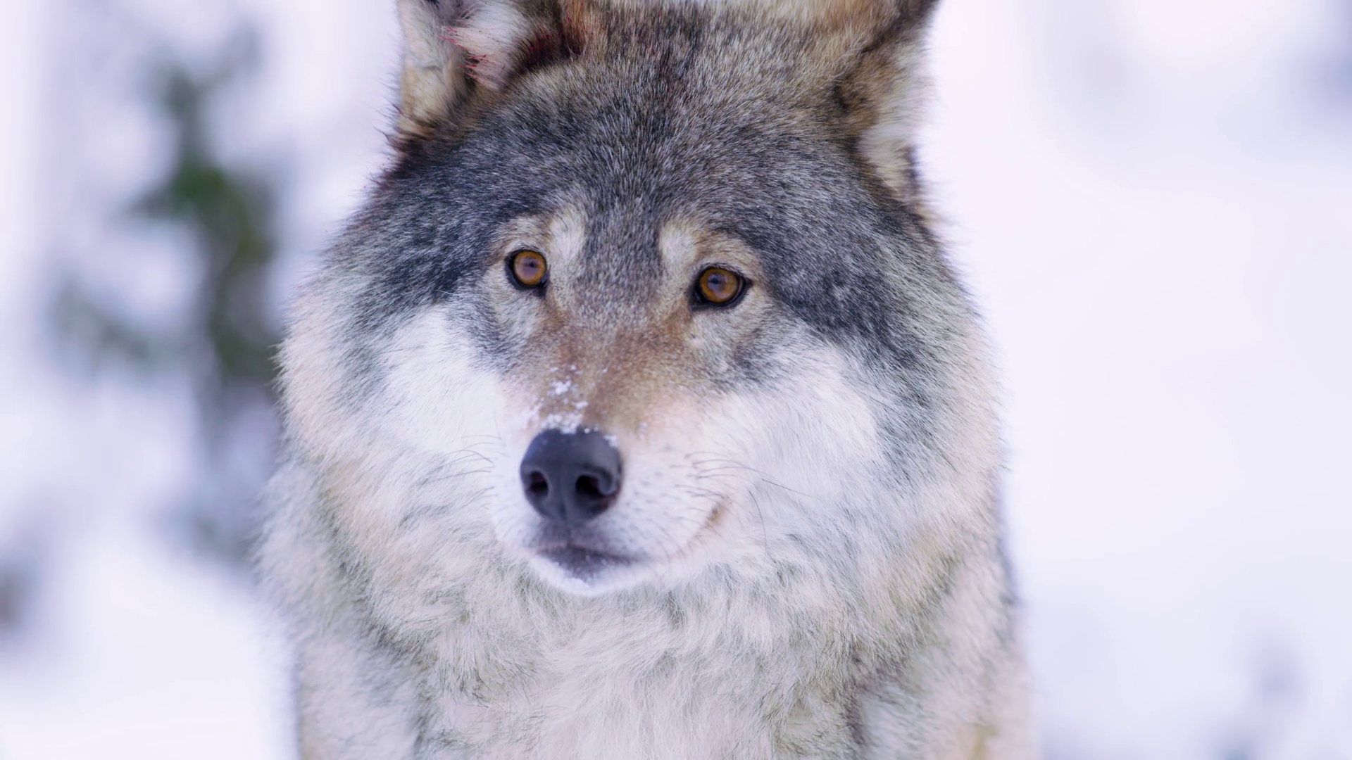 Portrait of submissive wolf in winter landscape Stock Video Footage ...