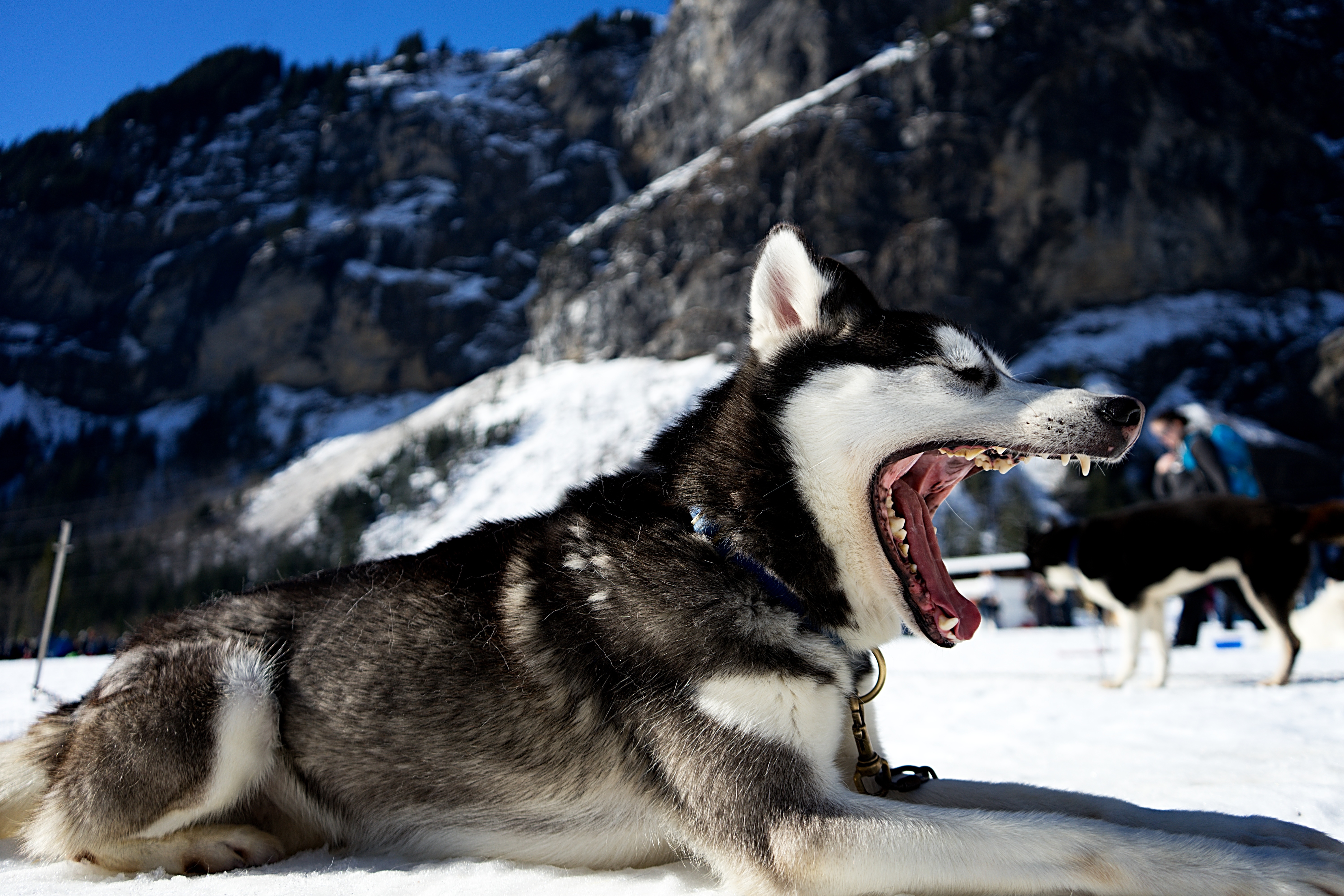 Wolf, Animal, Cold, Deadly, Fierce, HQ Photo