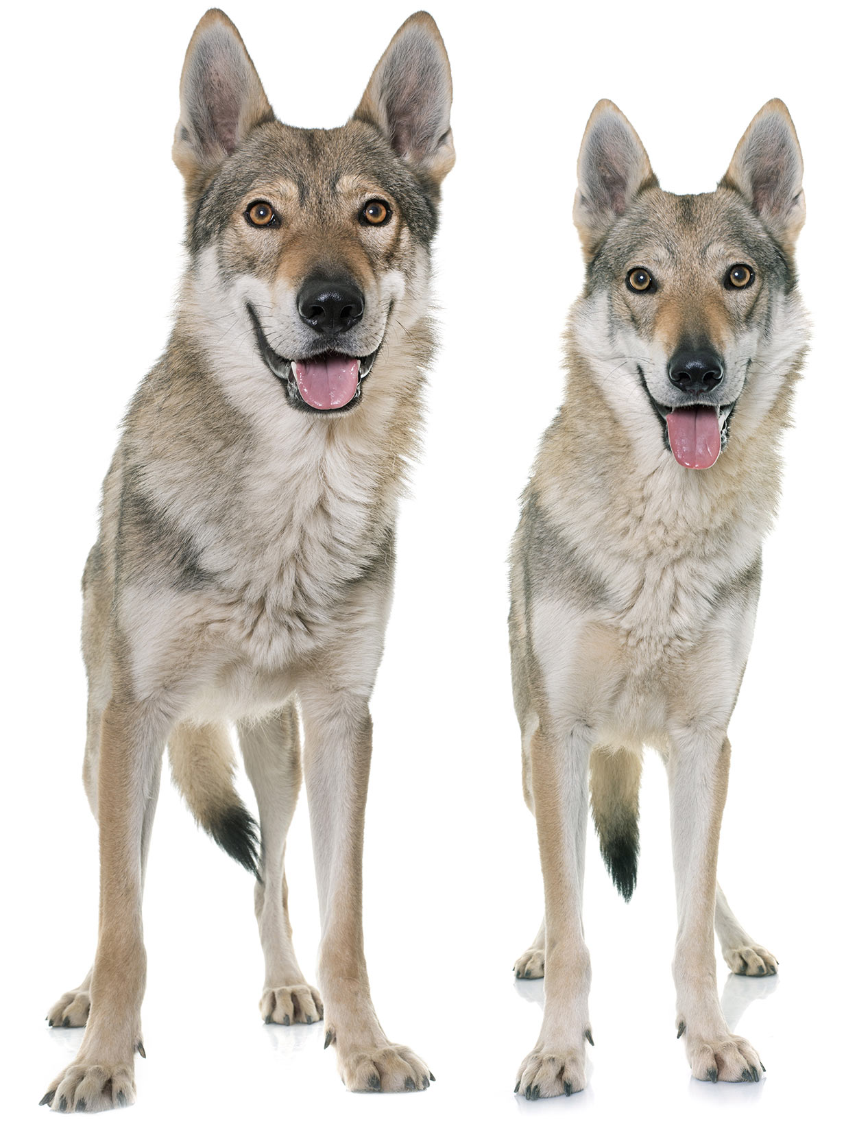 Czechoslovakian Wolfdog - The Happy Puppy Site