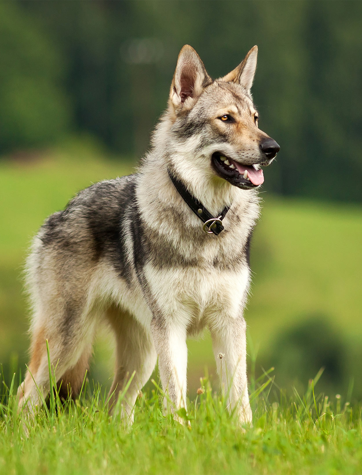 Czechoslovakian Wolfdog - The Happy Puppy Site