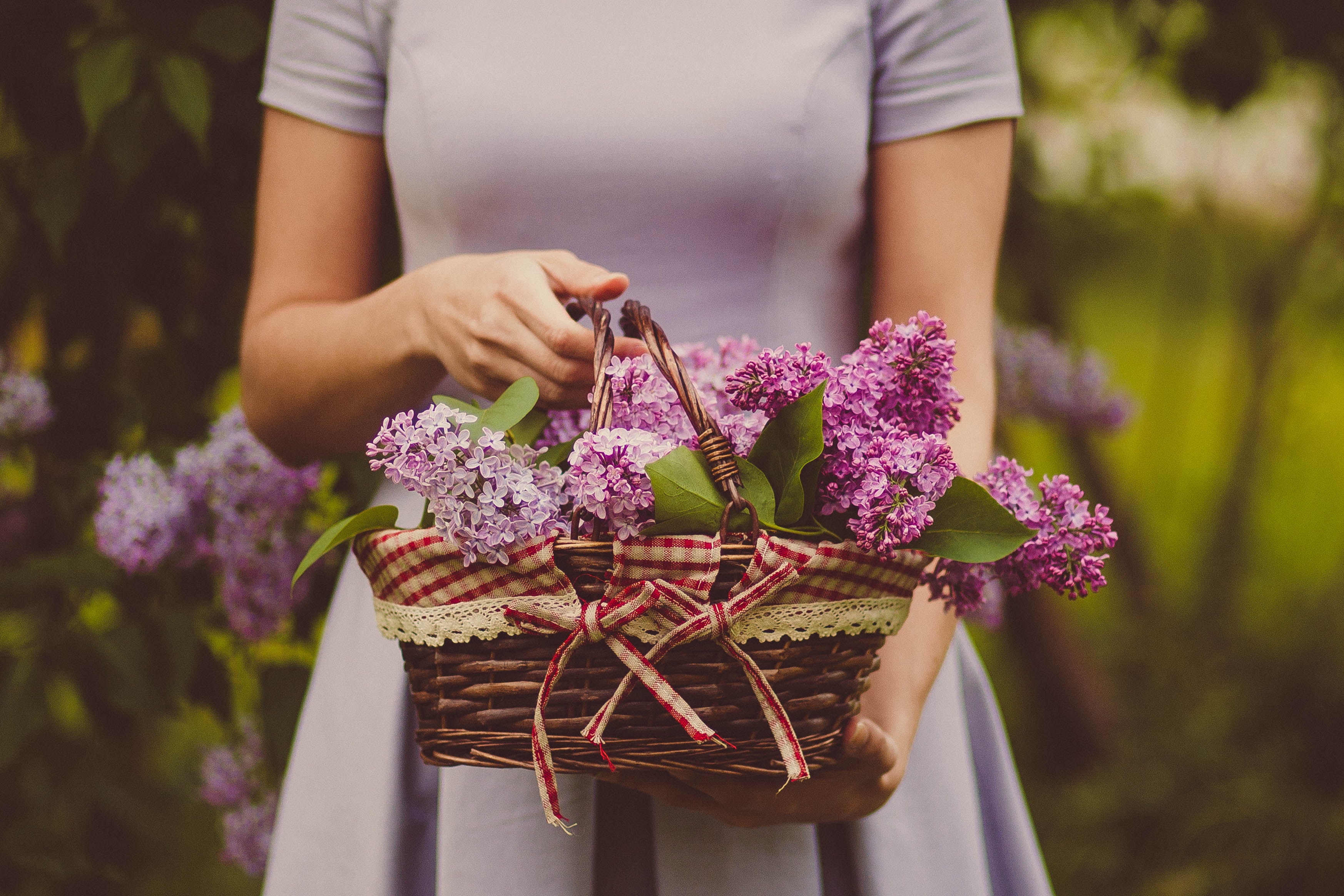 Woman carrying purple flowers photo