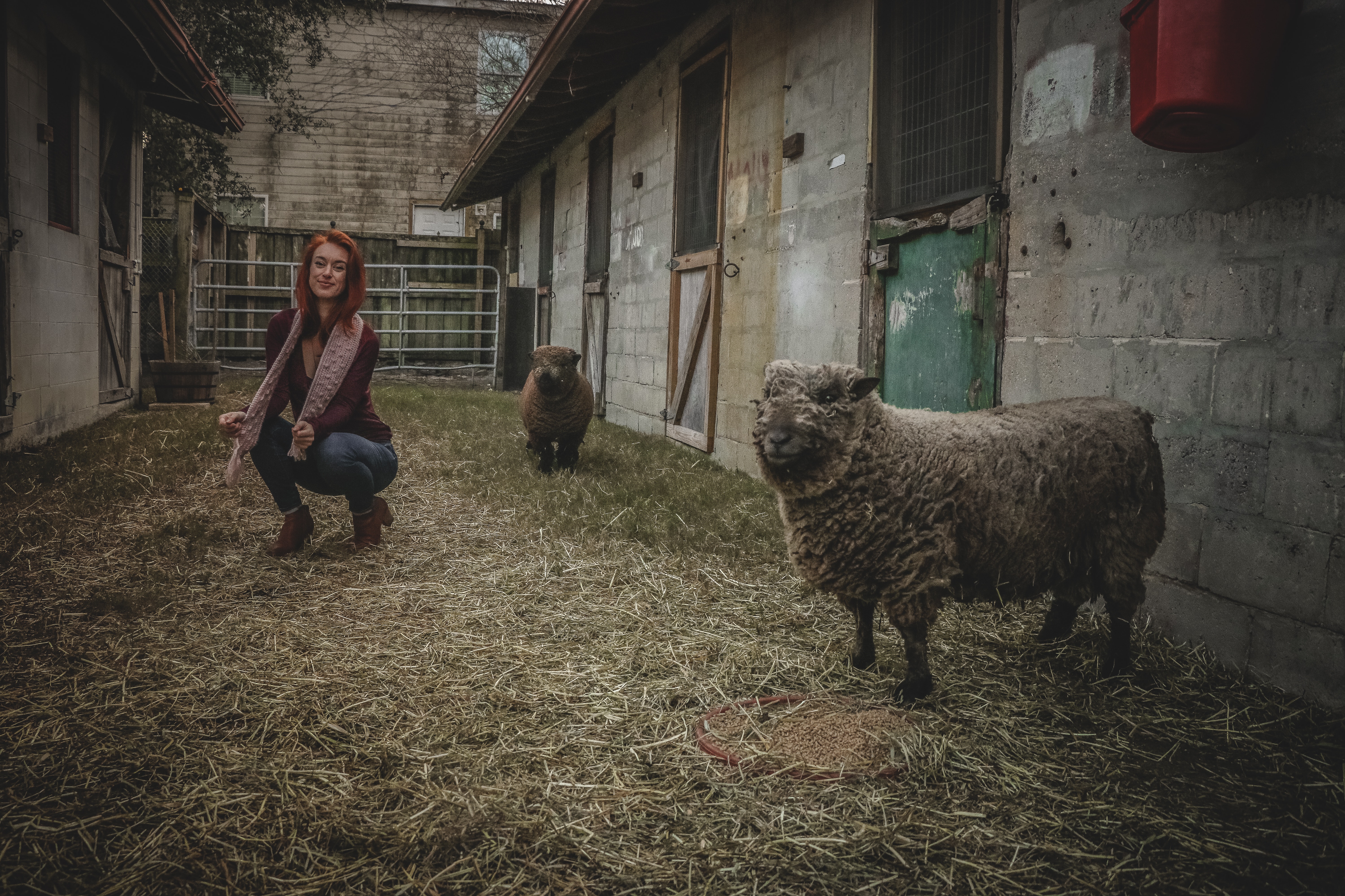 Woman doing squat near the gray sheep photo