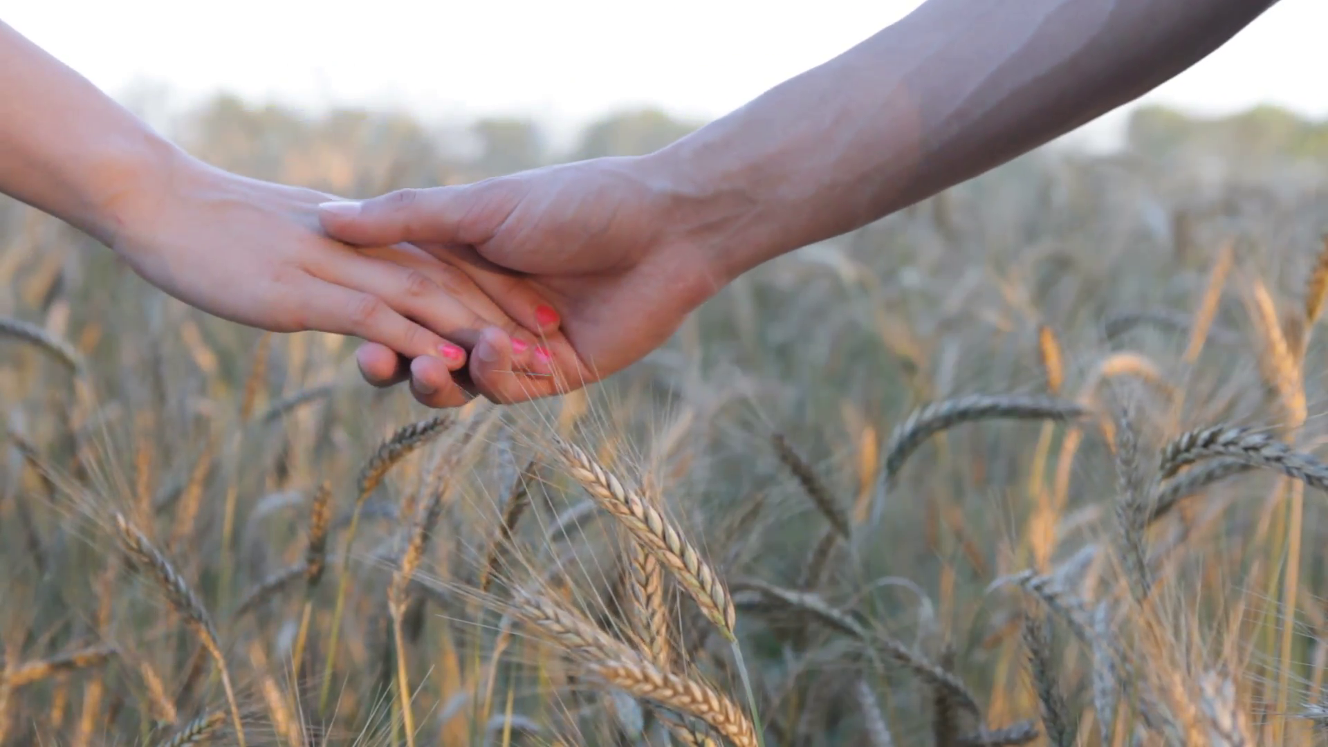 Man and woman holding hands at meadow wheat field. Romantic ...