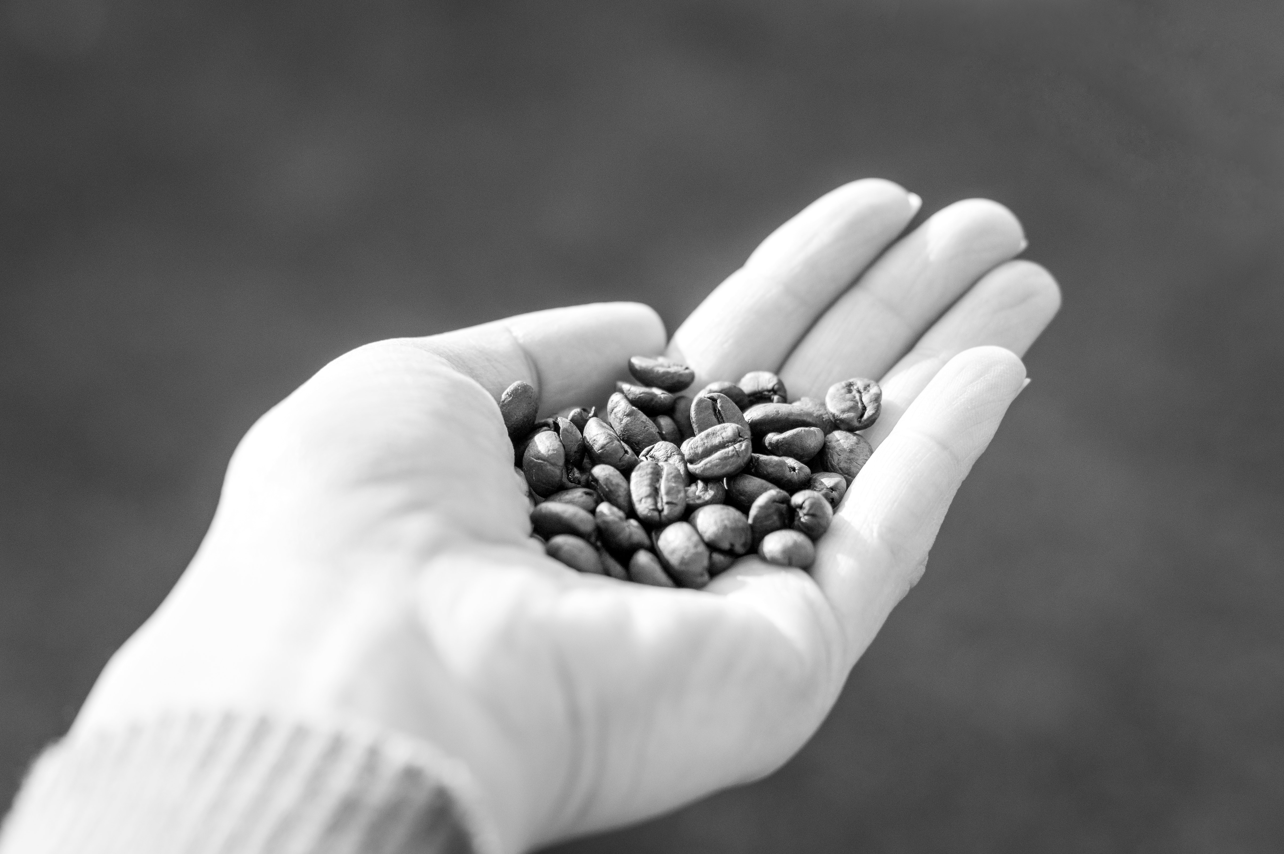 Woman holds coffee beans photo