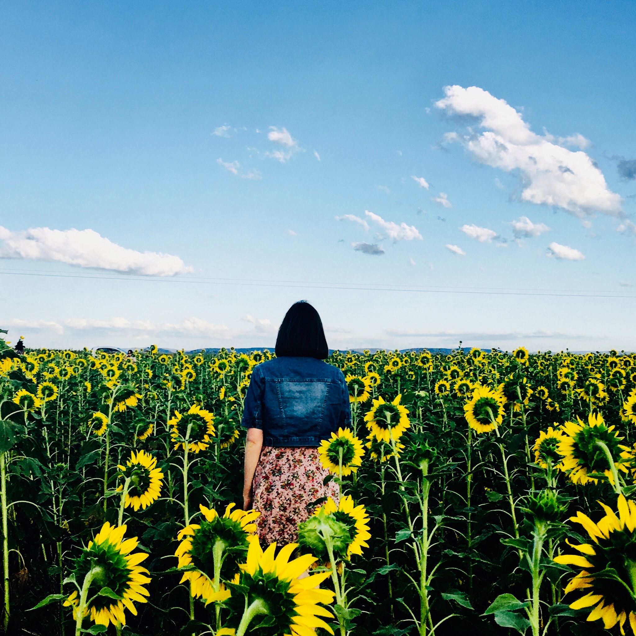 Woman walking in bed of sunflowers photo