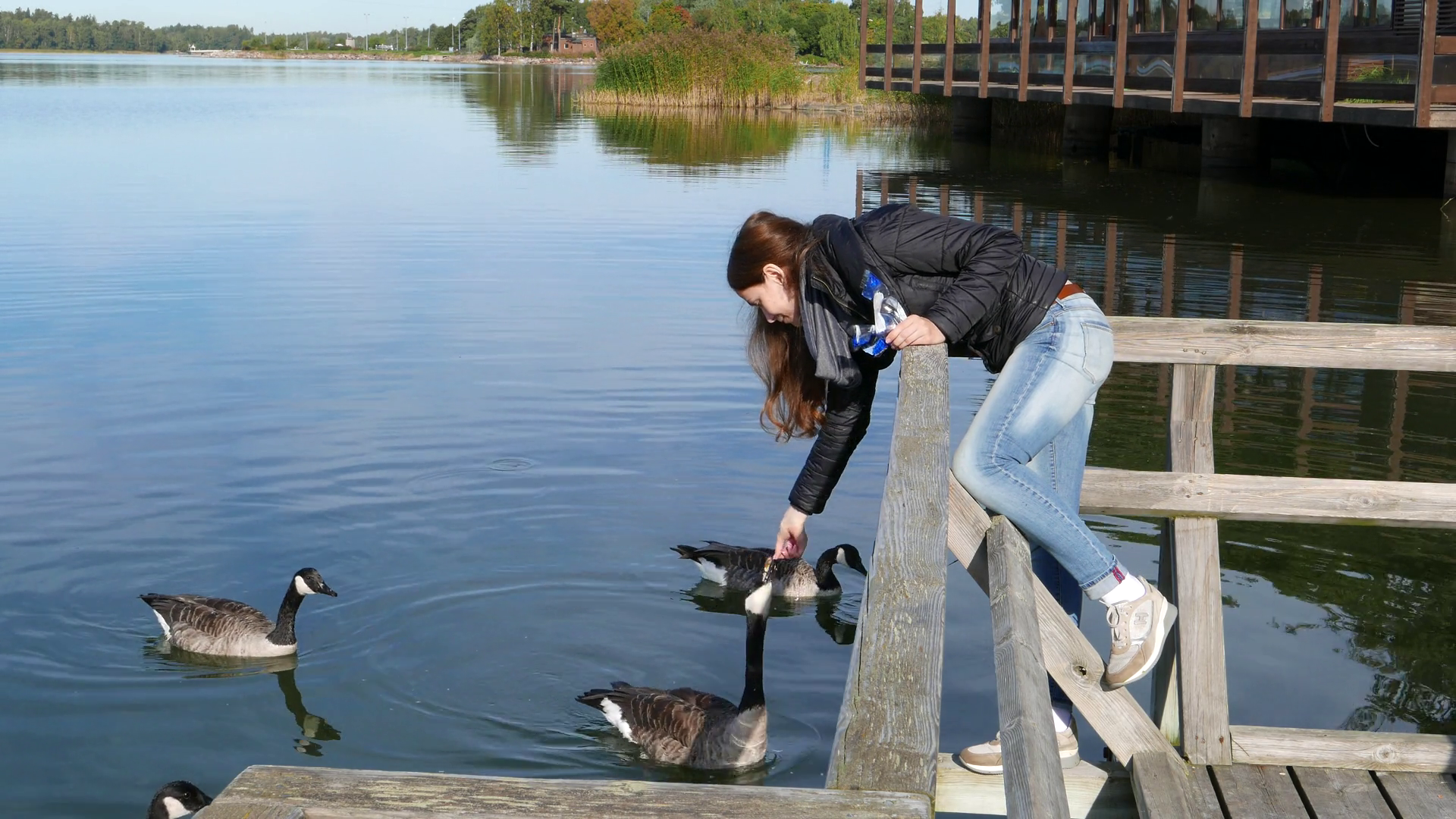 Young woman feed wild geese at lake, one birt peck food from hand ...