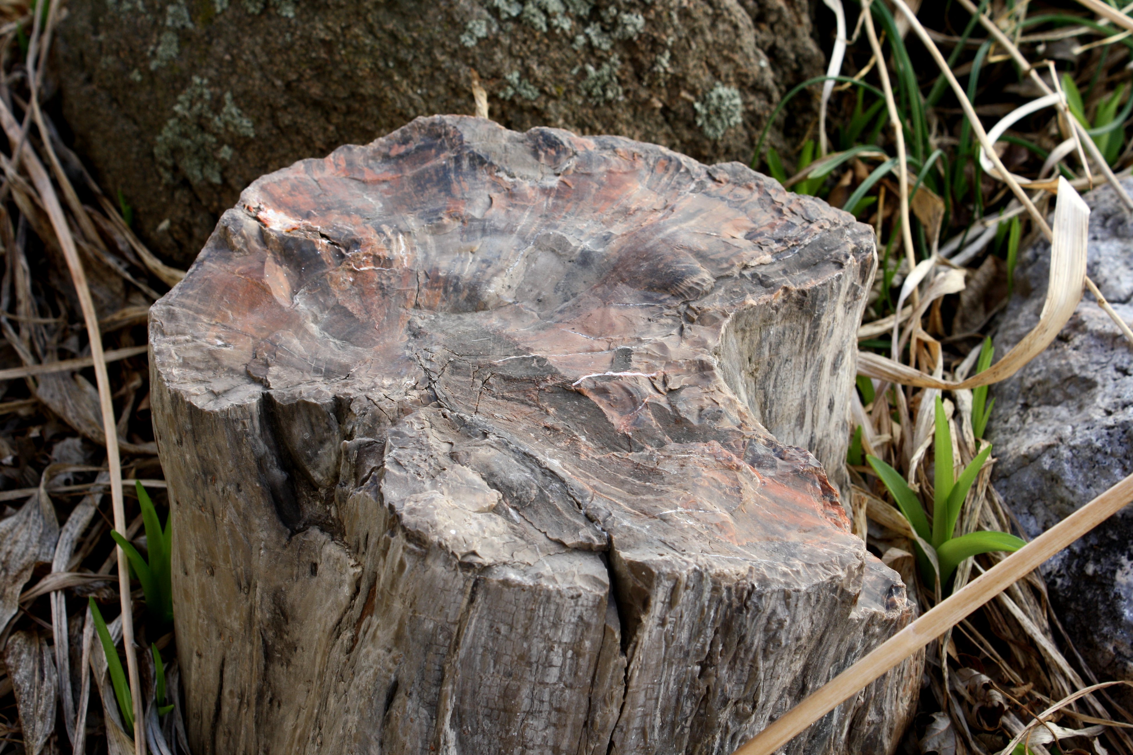 Petrified Wood in Rock Garden Picture | Free Photograph | Photos ...