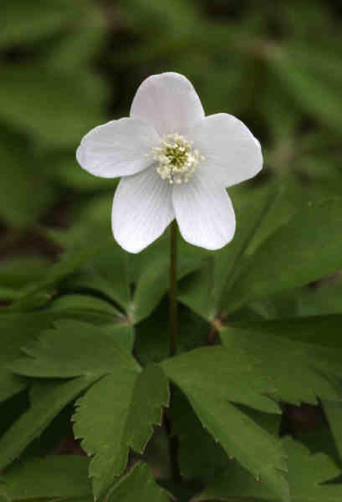 Wood Anemone New Hampshire Wildflowers