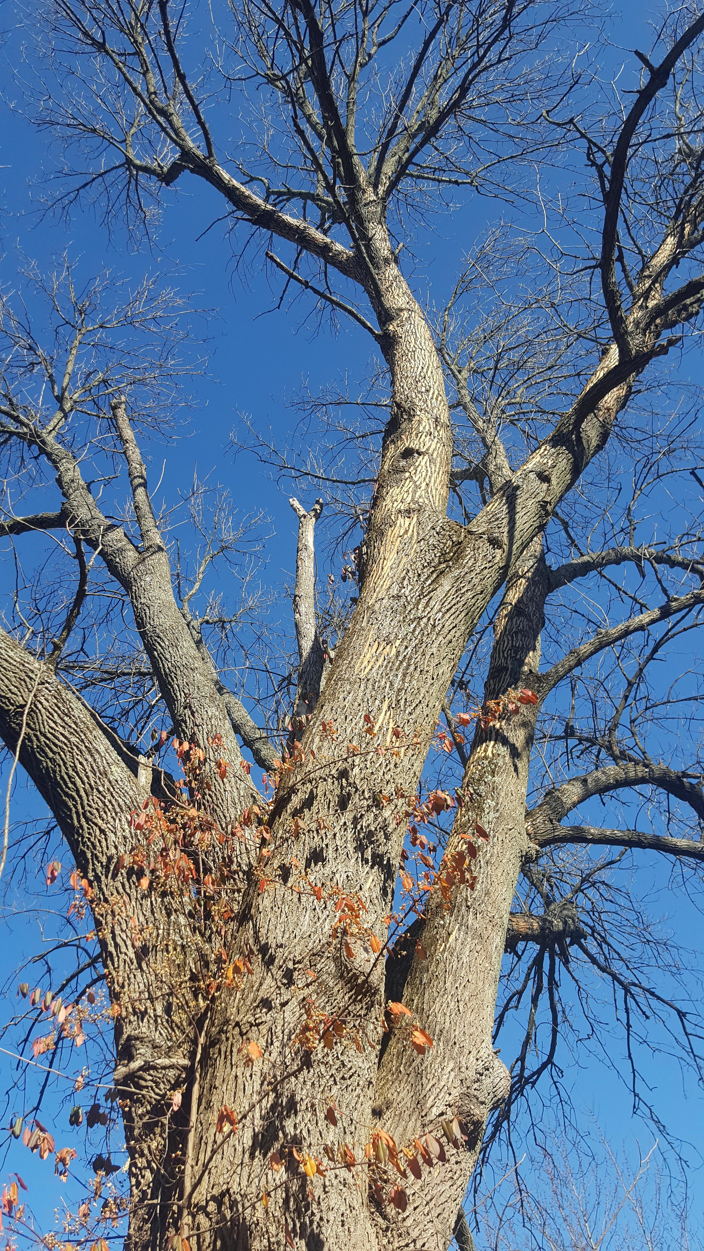 Tree bark damage question - Ask an Expert
