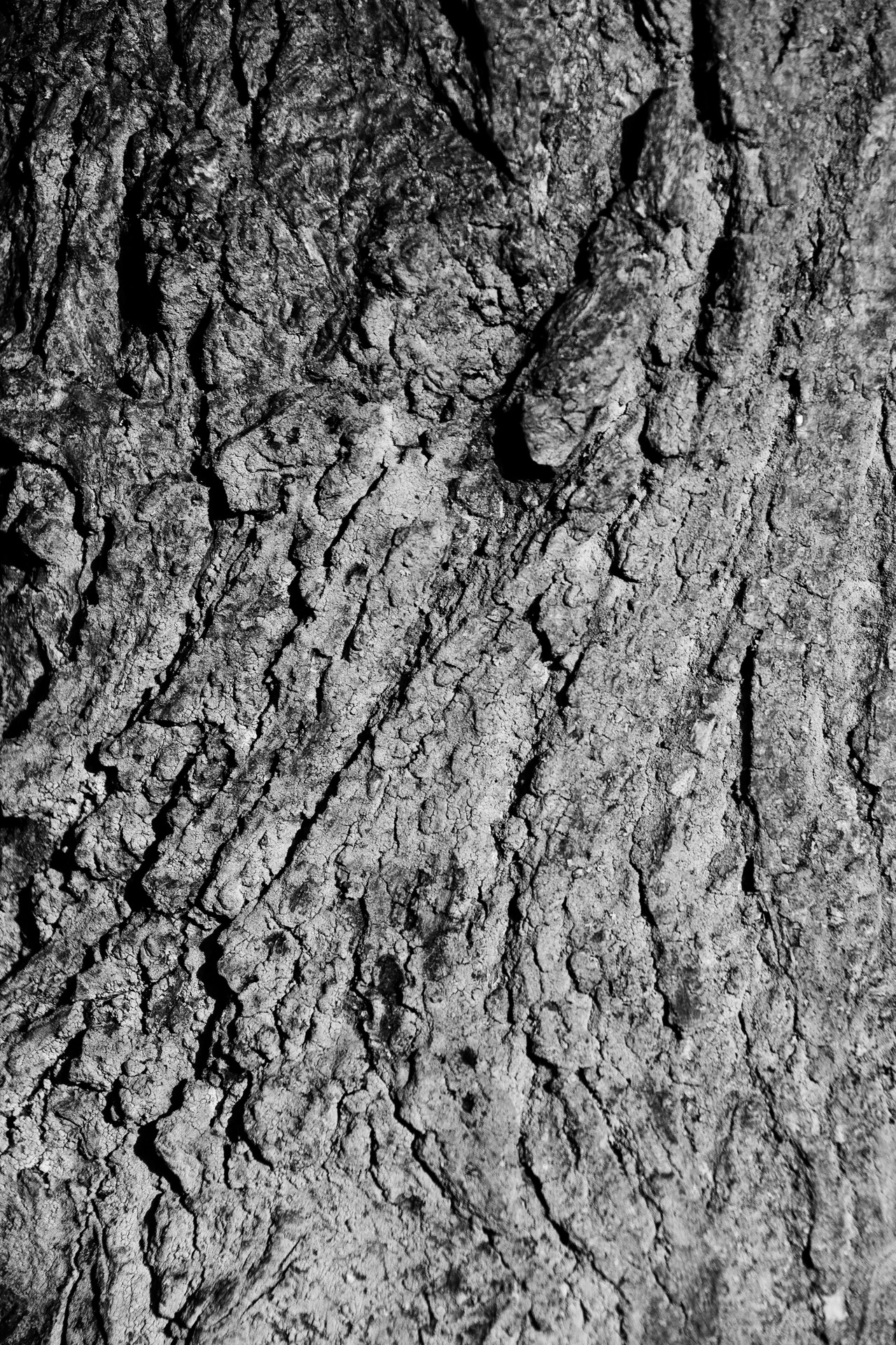 Tree Bark Texture Free Stock Photo - Public Domain Pictures