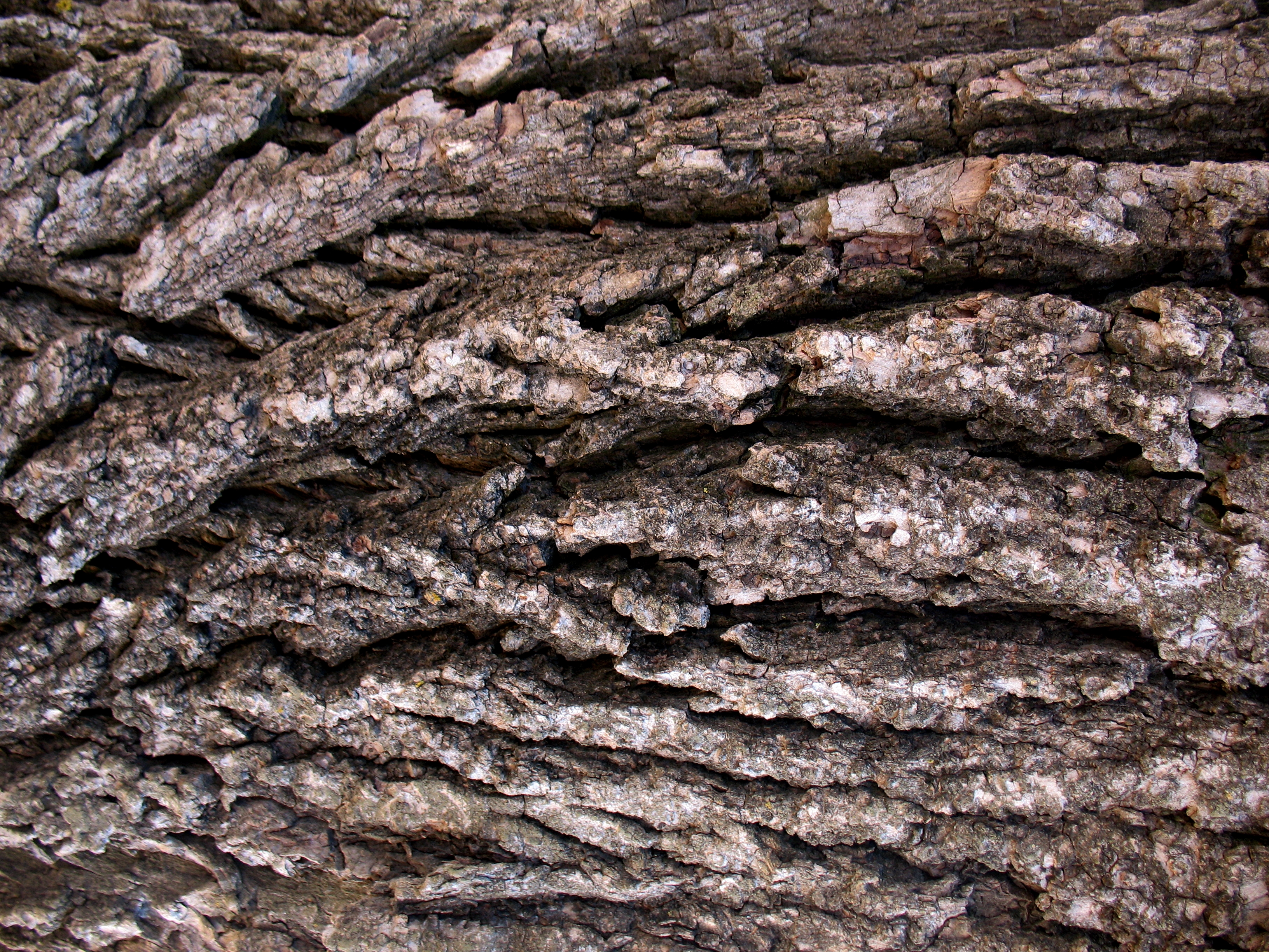 Free Tree Bark Nature Texture Texture - L+T