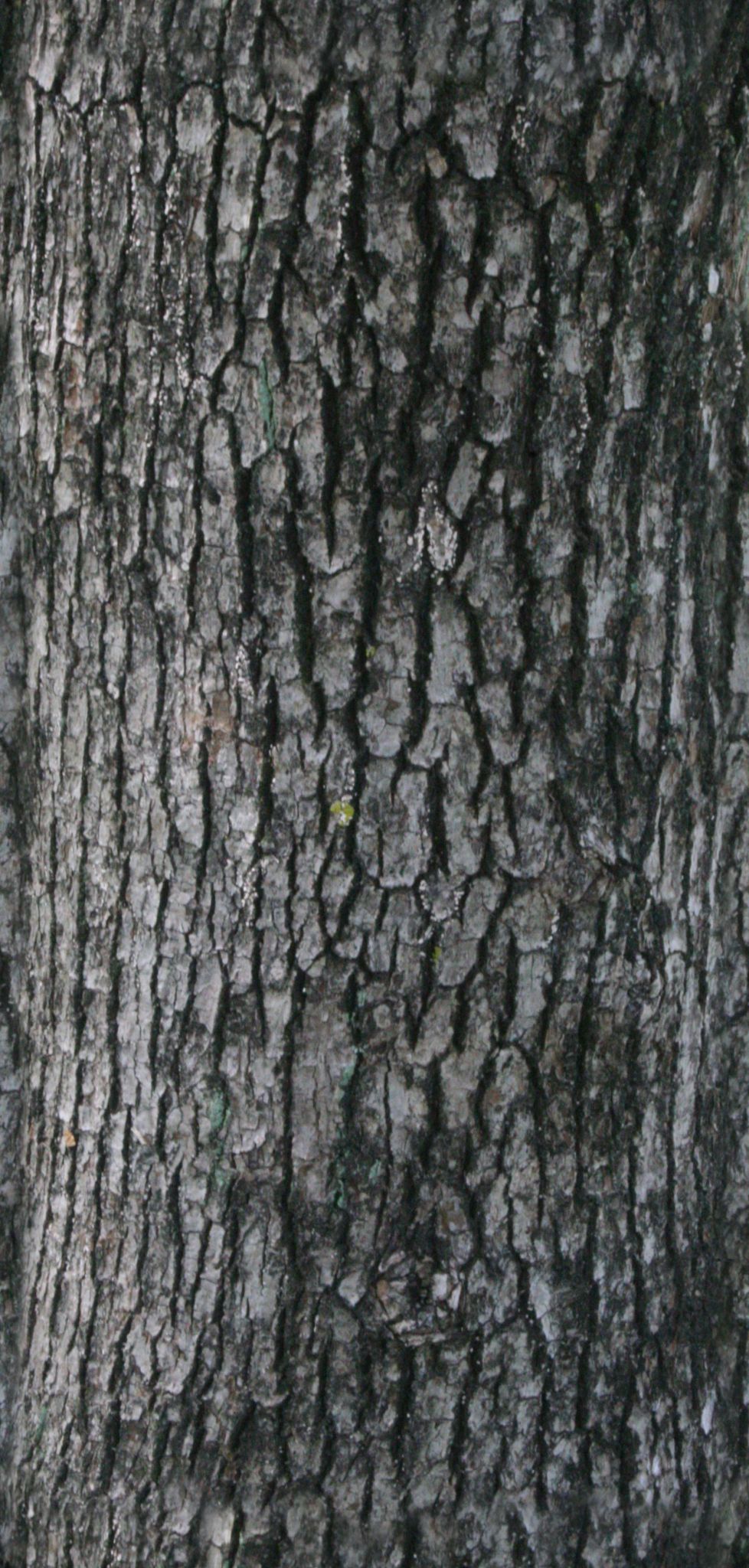 Tree Bark - Batch of textures - Seamless Textures with normalmap ...
