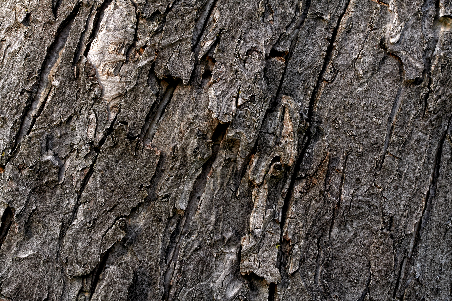 Wood bark texture photo