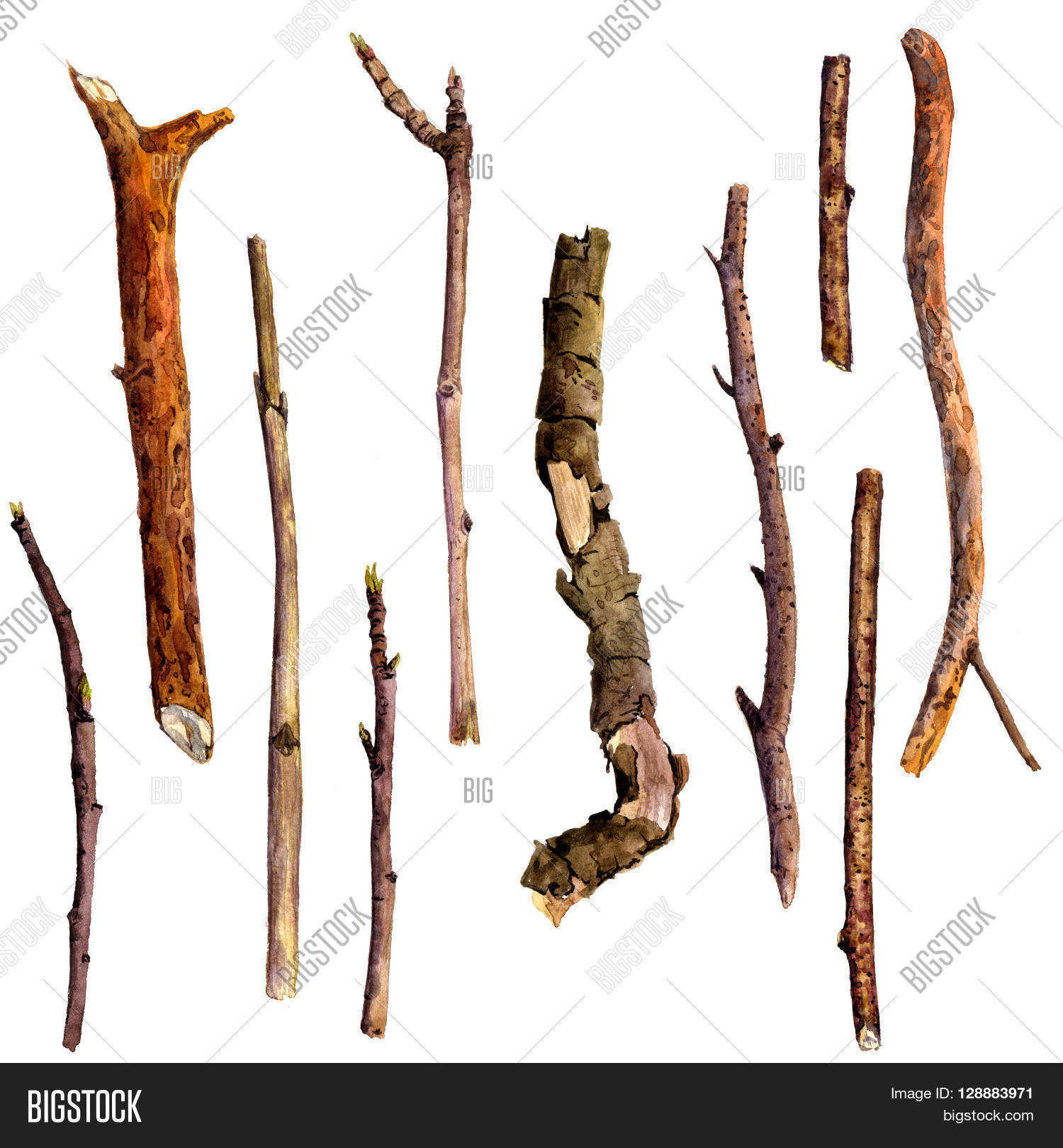 Watercolor Wood Twigs, Isolated Image & Photo | Bigstock