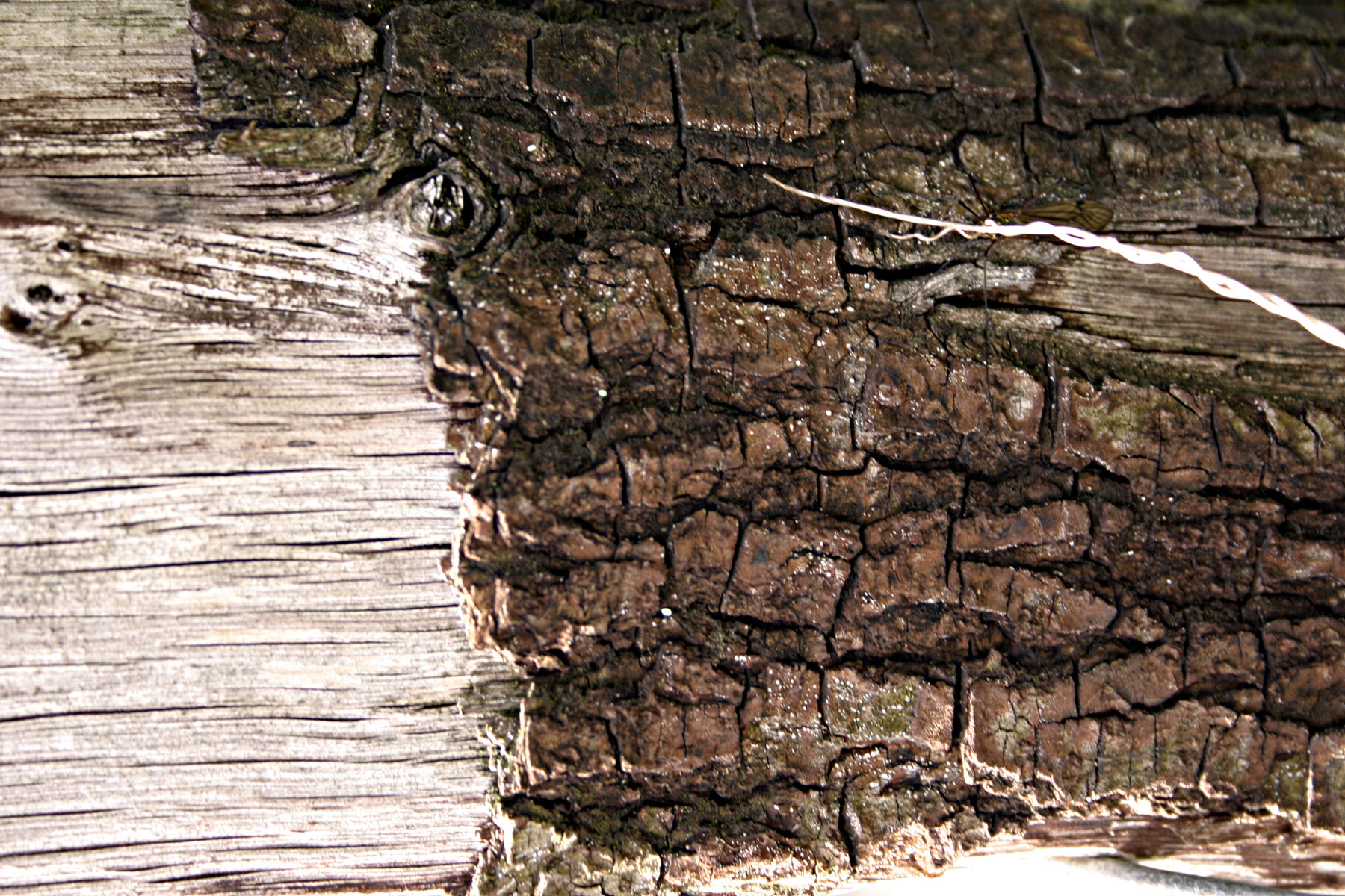 Wood closeup, Closeup, Old, Rotten, Texture, HQ Photo