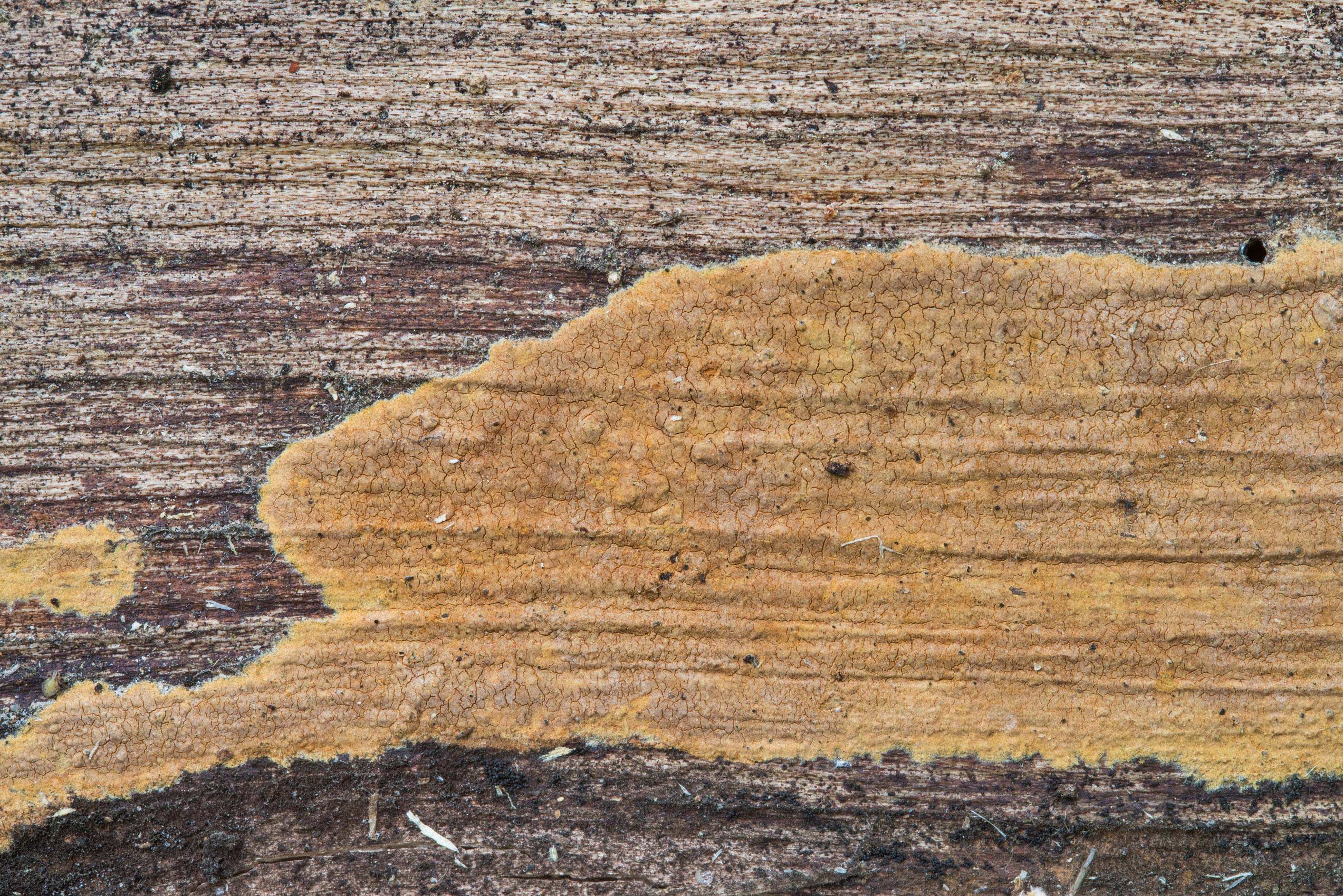 Photo 2198-30: Some brown crust fungus on dead wood on Kiwanis ...