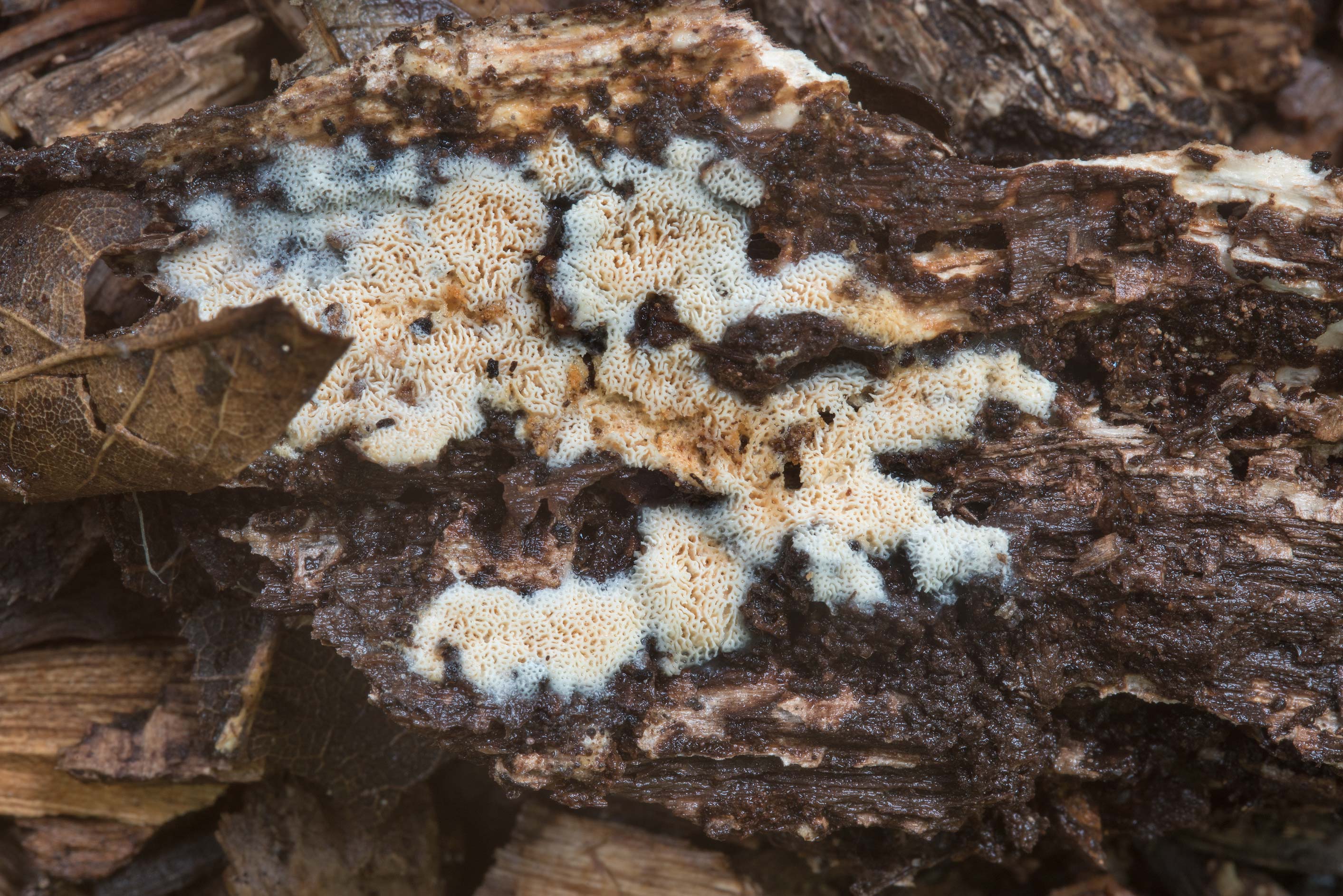 Photo 2189-32: Trechispora crust fungus on rotten wood on a...Bee ...