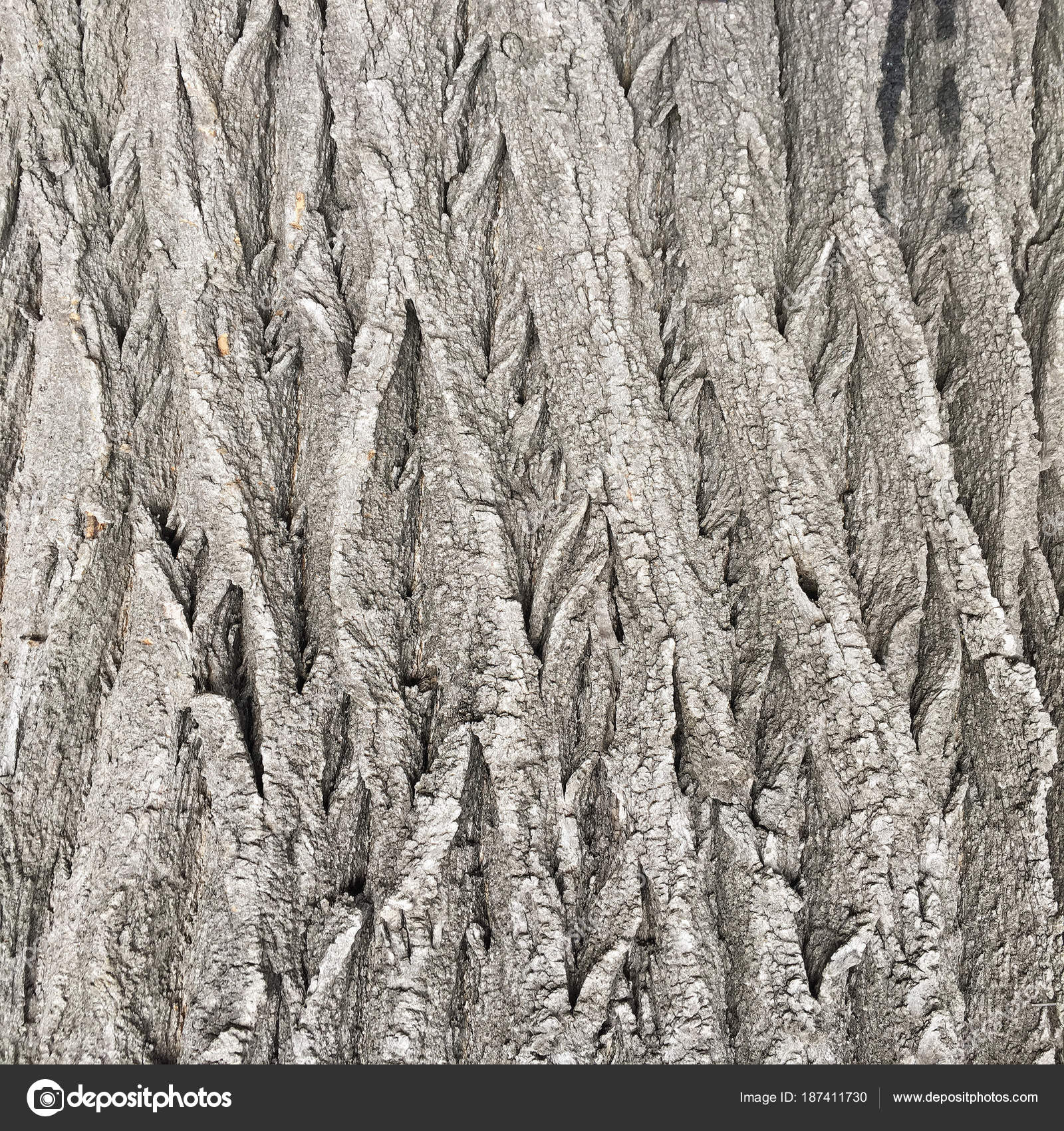 Natural old brown crust wood texture pattern or bark wood background ...