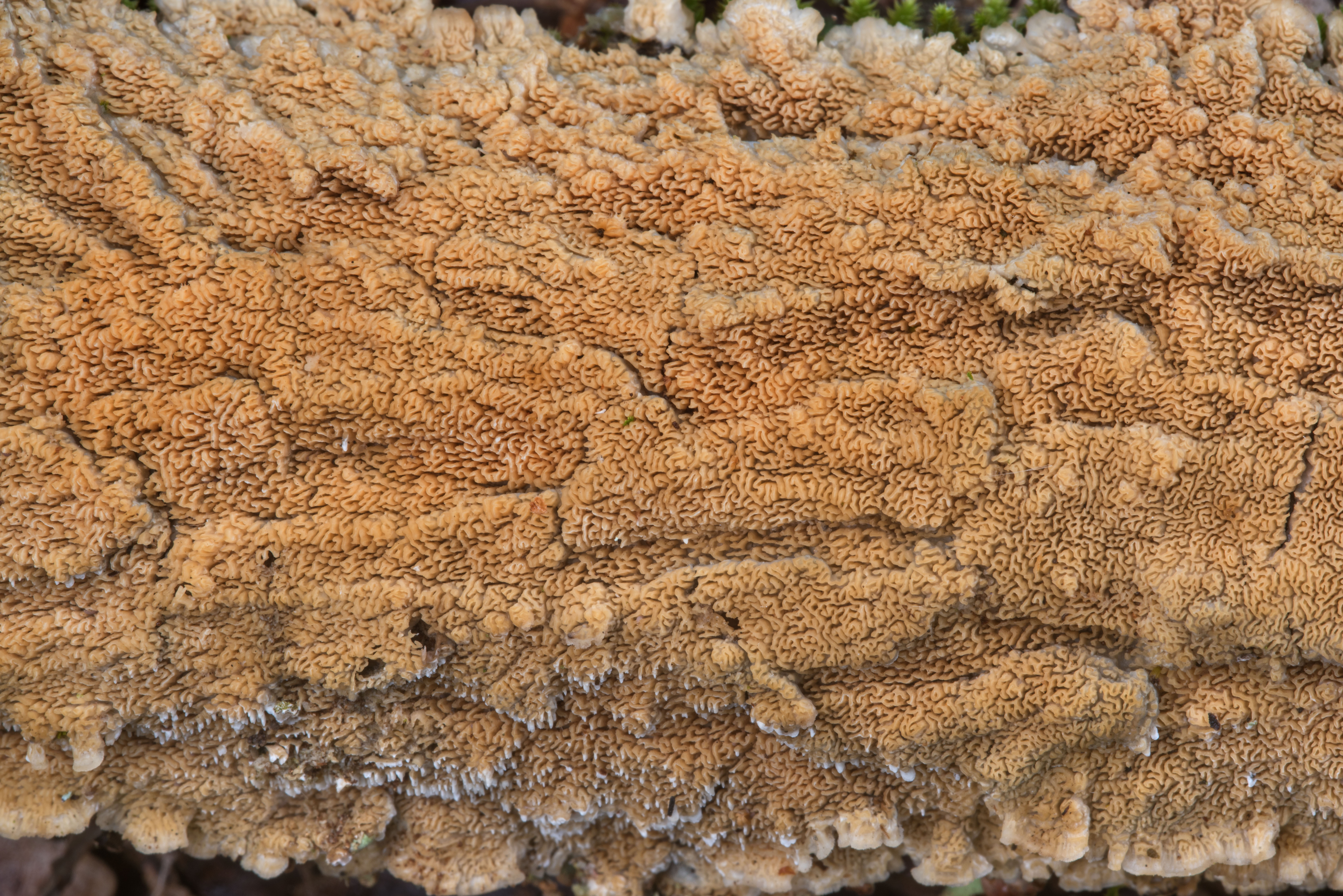Photo 2245-07: Porous crust fungus on bark of a fallen oak branch in ...