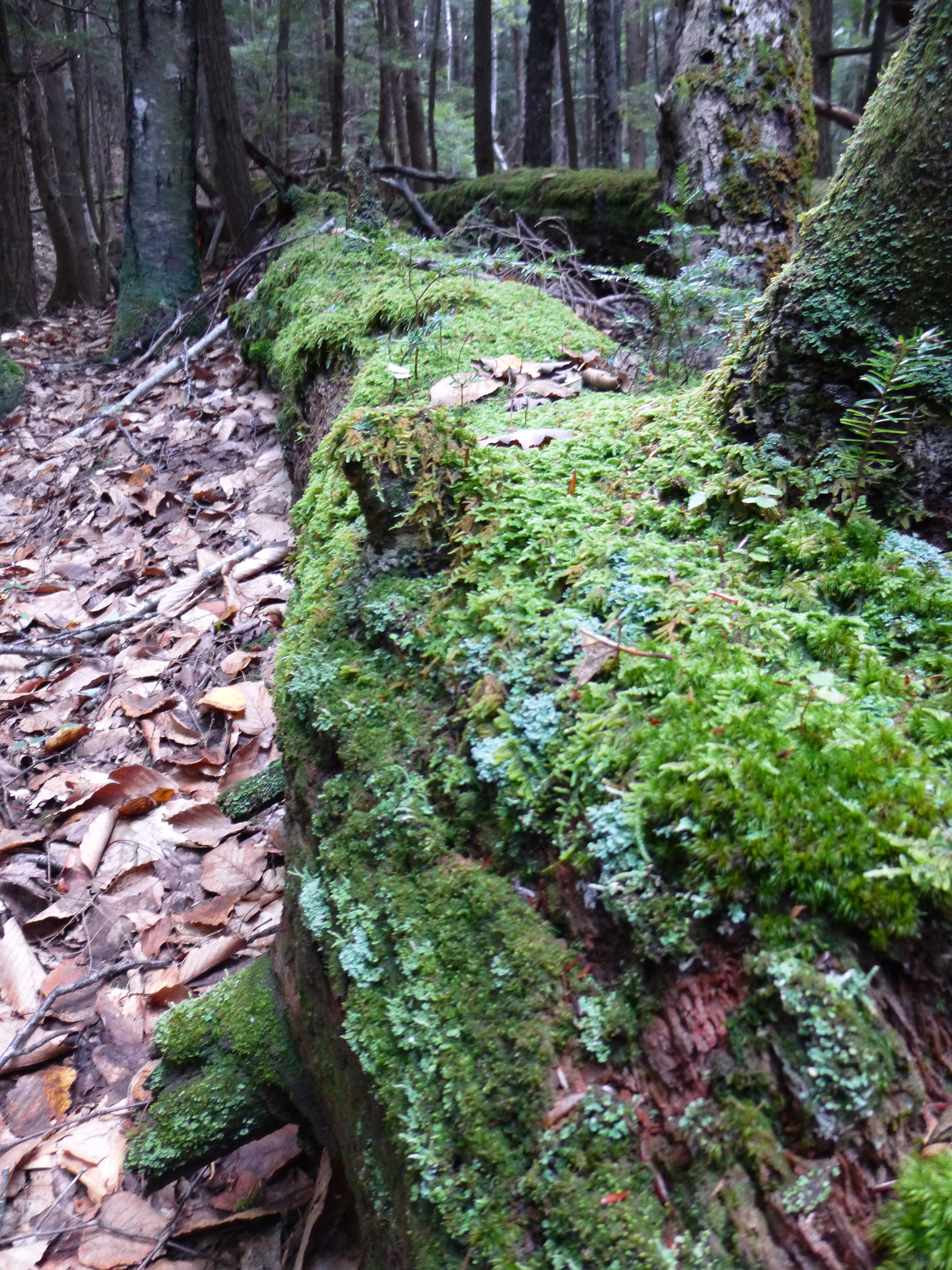 Quantifying carbon stores and decomposition in dead wood: A review ...