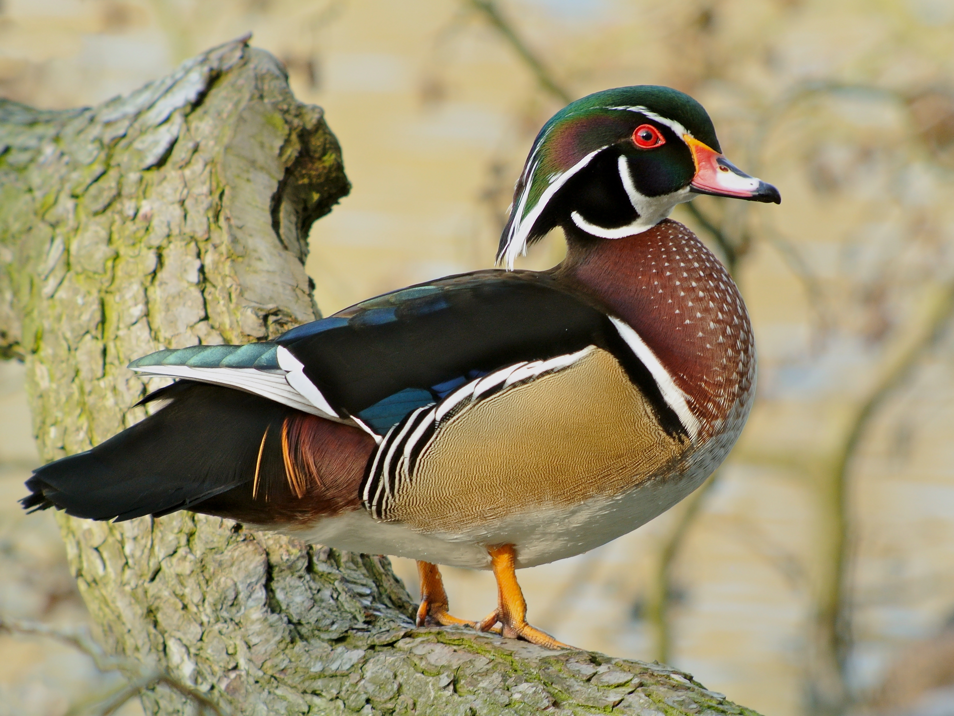 File:Wood Duck (Aix sponsa), Parc du Rouge-Cloître, Brussels.jpg ...