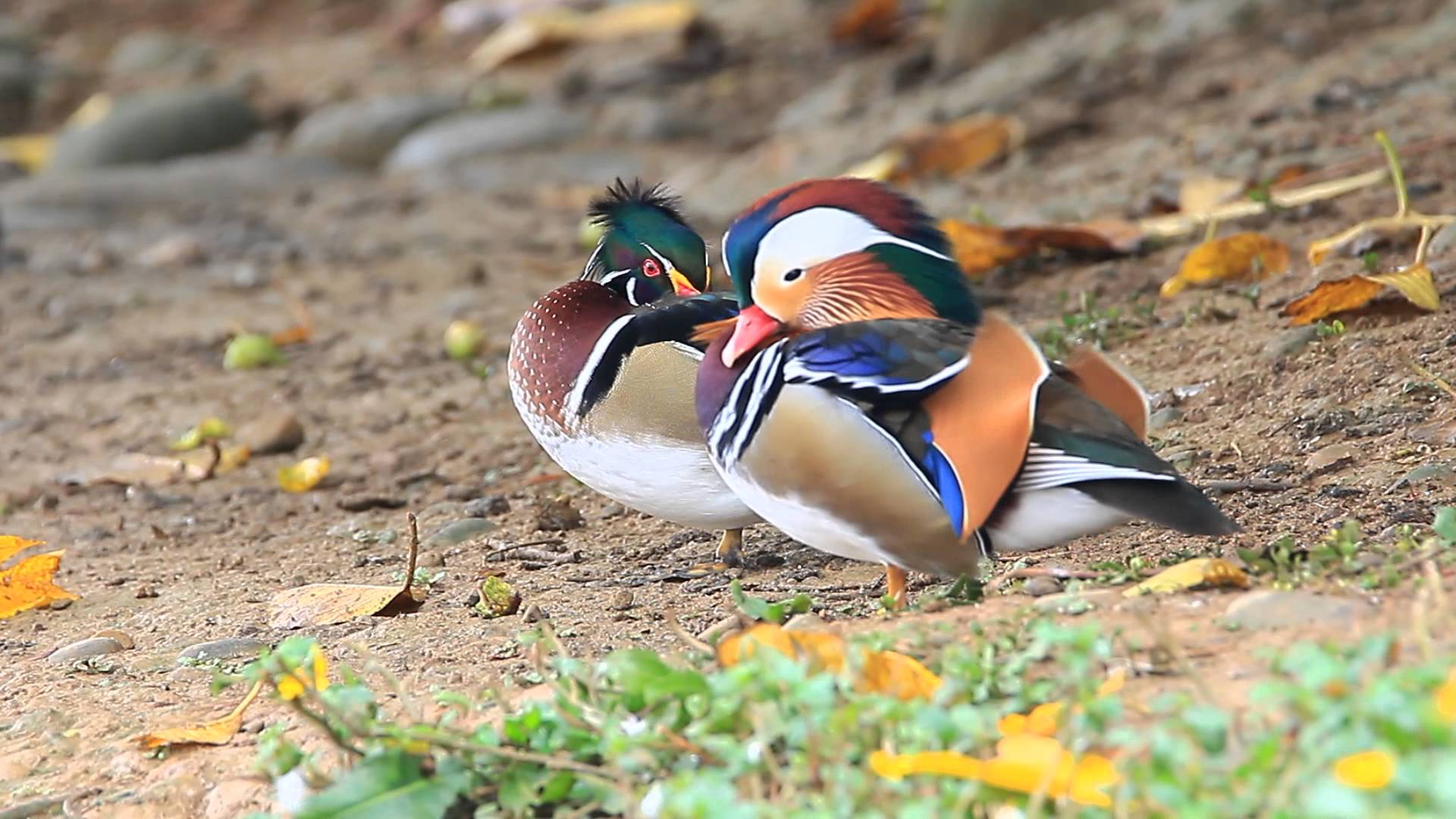 Mandarin duck vs. Wood duck 鴛鴦與美洲木鴨 - YouTube