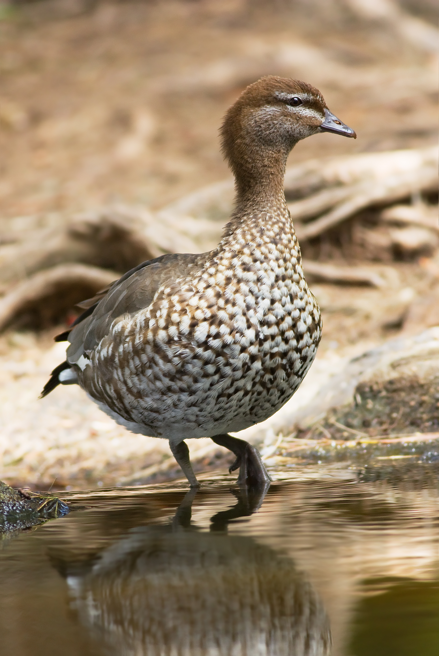 Australian wood duck - Wikipedia