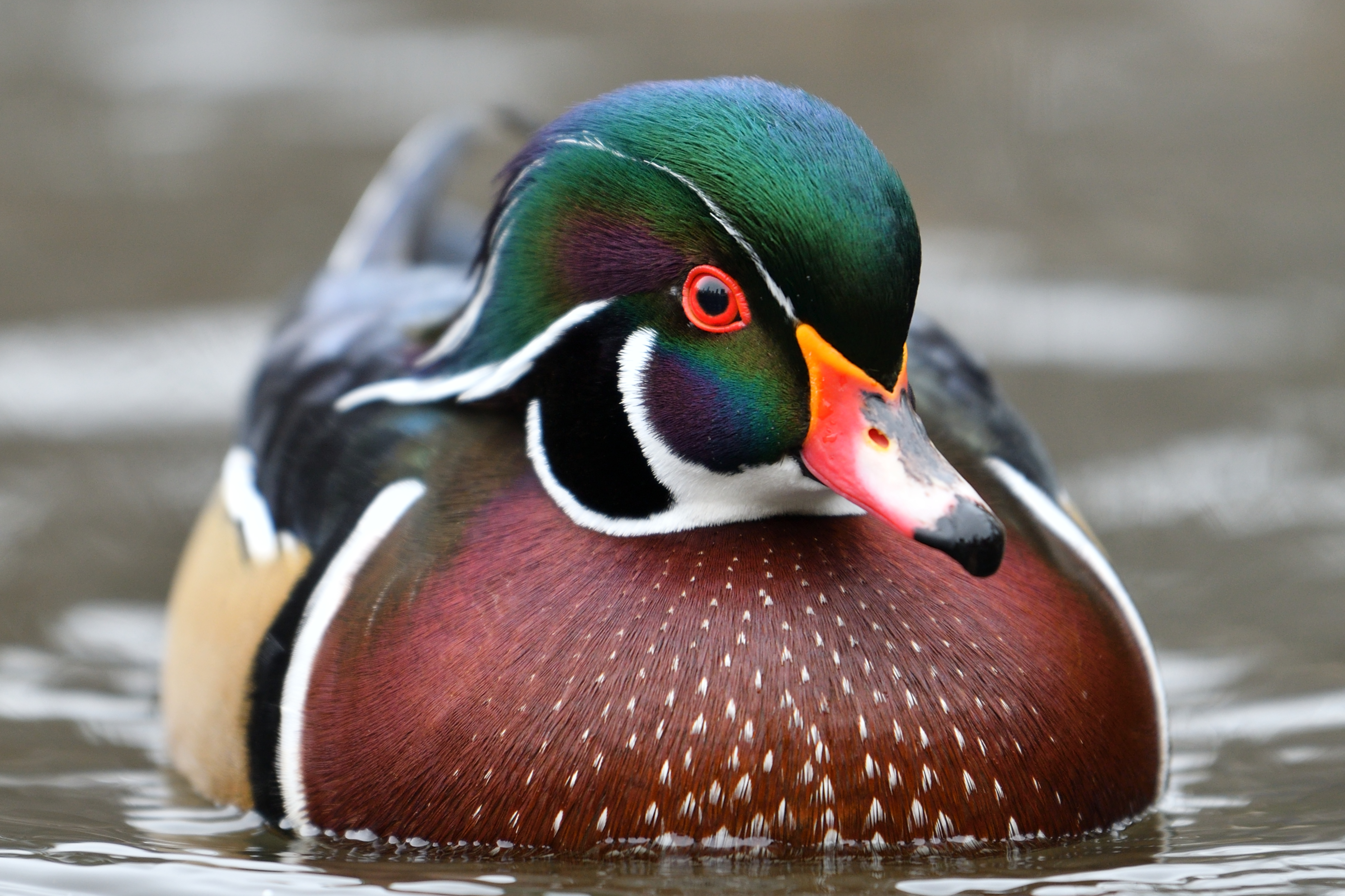 File:American Wood Duck.jpg - Wikimedia Commons
