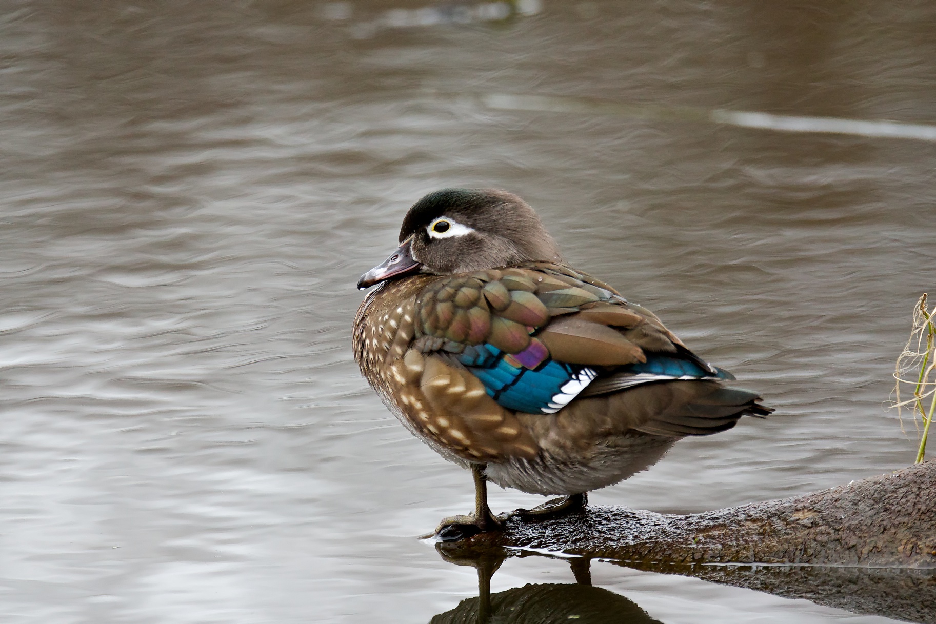 A female Wood Duck (2/2) | BirdNote