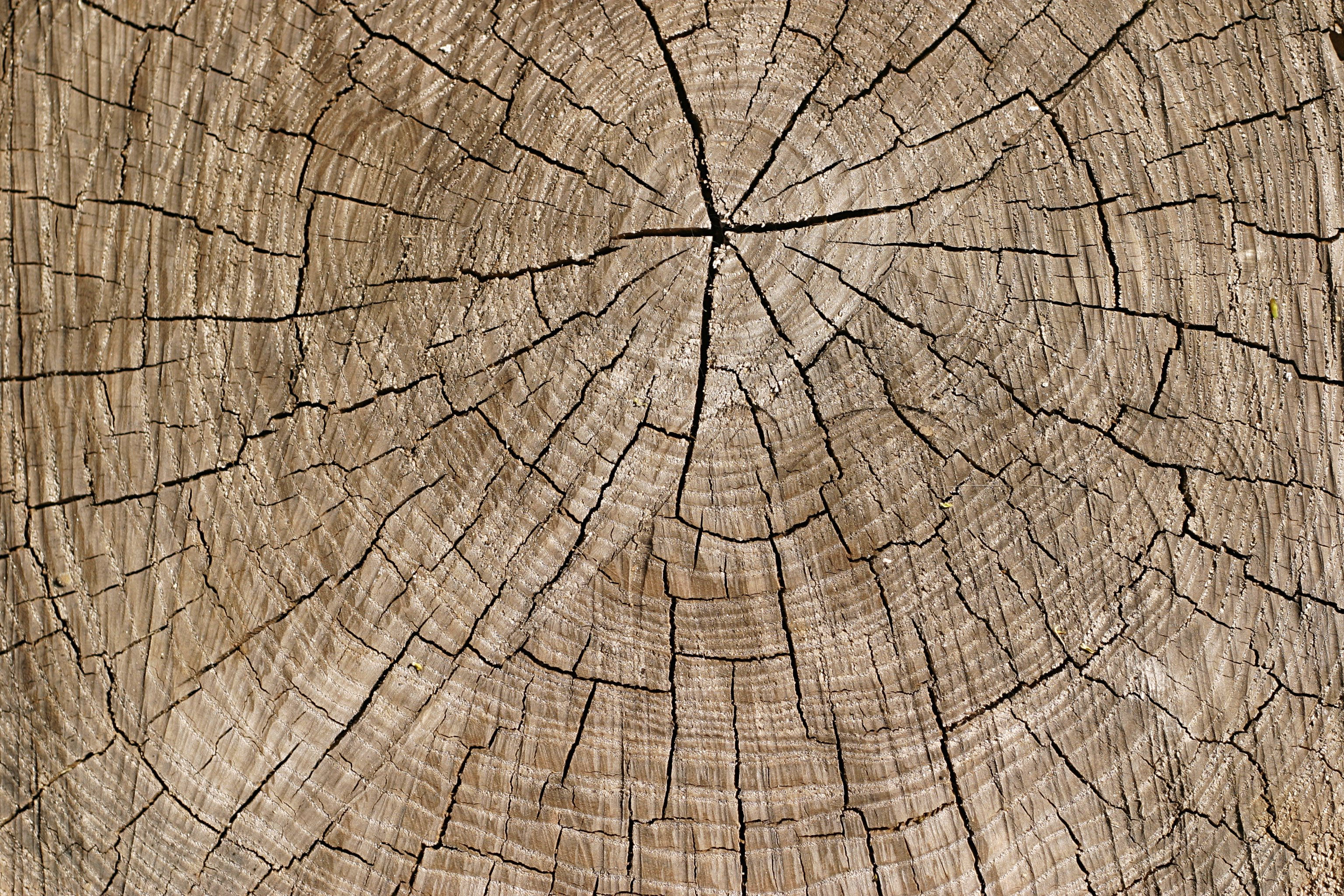 34+ Tree Ring Textures, Photoshop Textures, Patterns | FreeCreatives