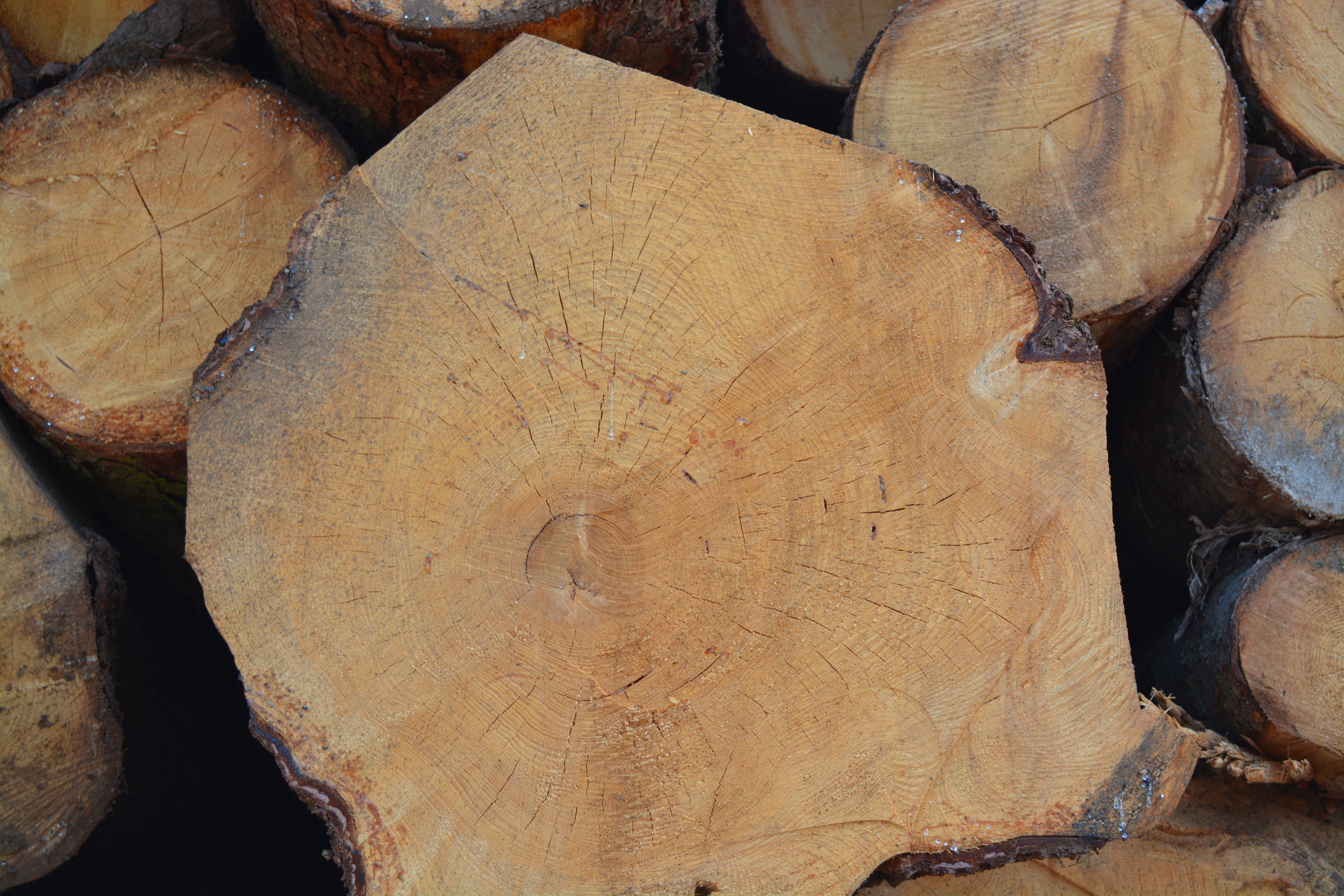 Wood log rings, Aging, Round, Raw, Renewable, HQ Photo