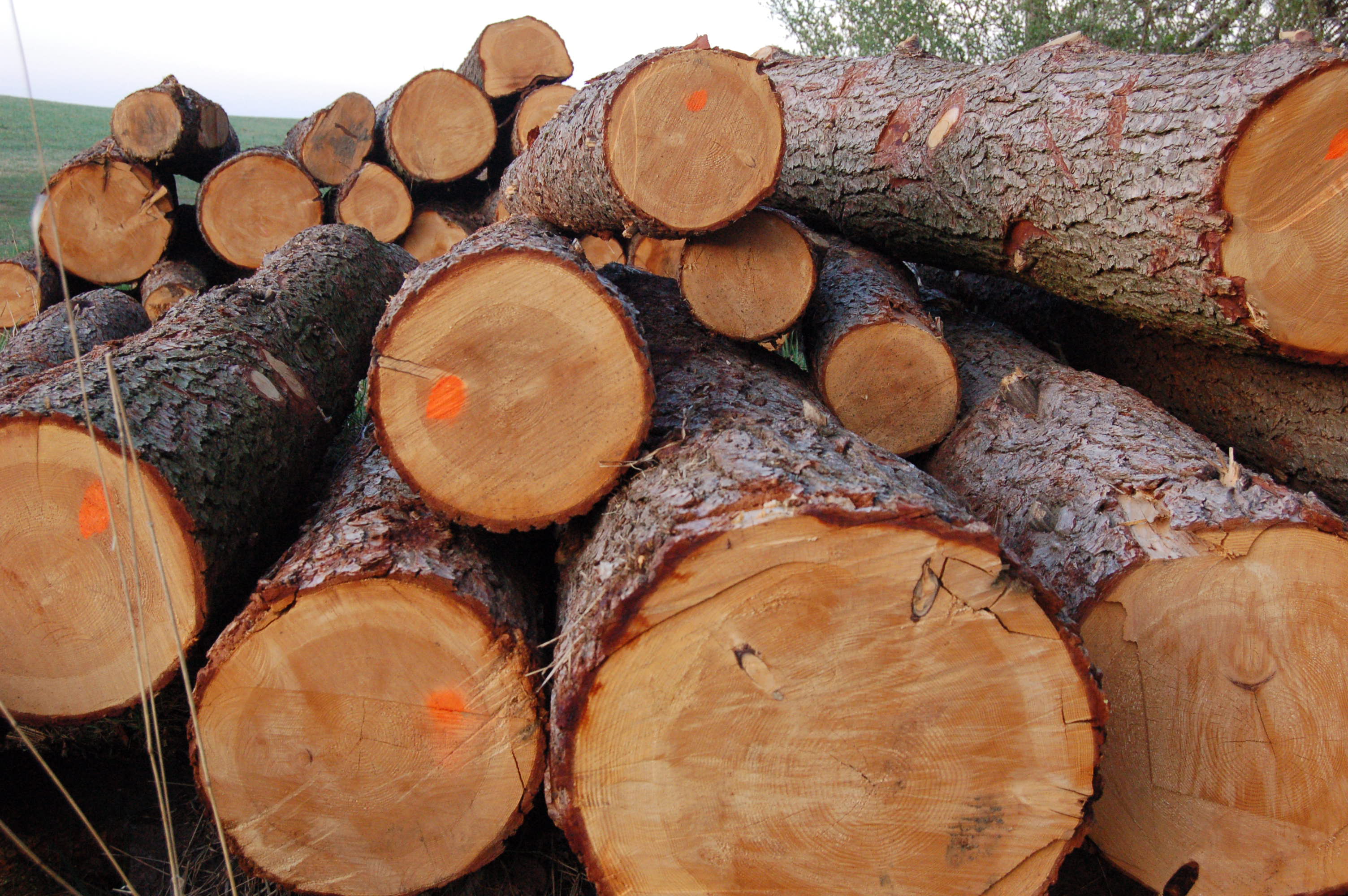 Hemlock Wood Logs For Sale | Hemlock Logs Suppliers Glehand